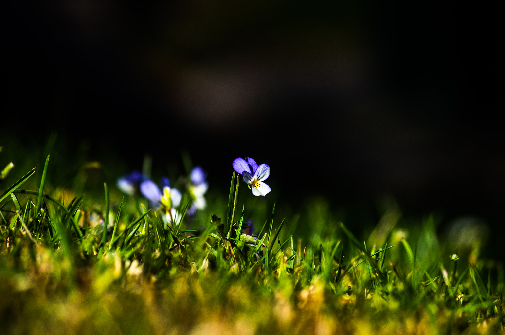 Pentax smc DA 50-200mm F4-5.6 ED WR sample photo. Viola tricolor photography