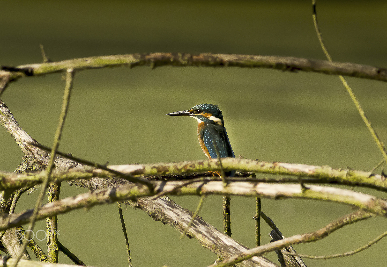 Canon EOS 600D (Rebel EOS T3i / EOS Kiss X5) + Canon EF 400mm F5.6L USM sample photo. Ledňáček říční wl-foto z přírodního krytu photography
