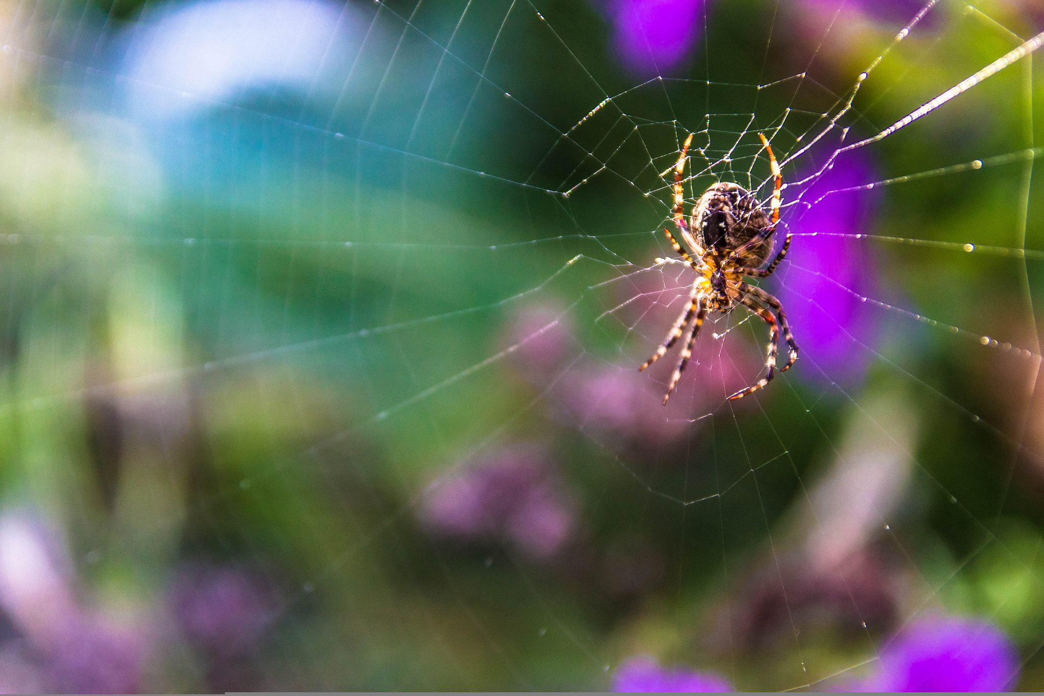 Sigma 17-70mm F2.8-4 DC Macro OS HSM sample photo. Spider photography
