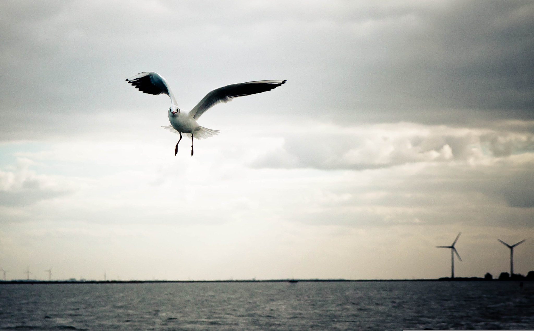 Sigma 17-70mm F2.8-4 DC Macro OS HSM sample photo. Seagull photography