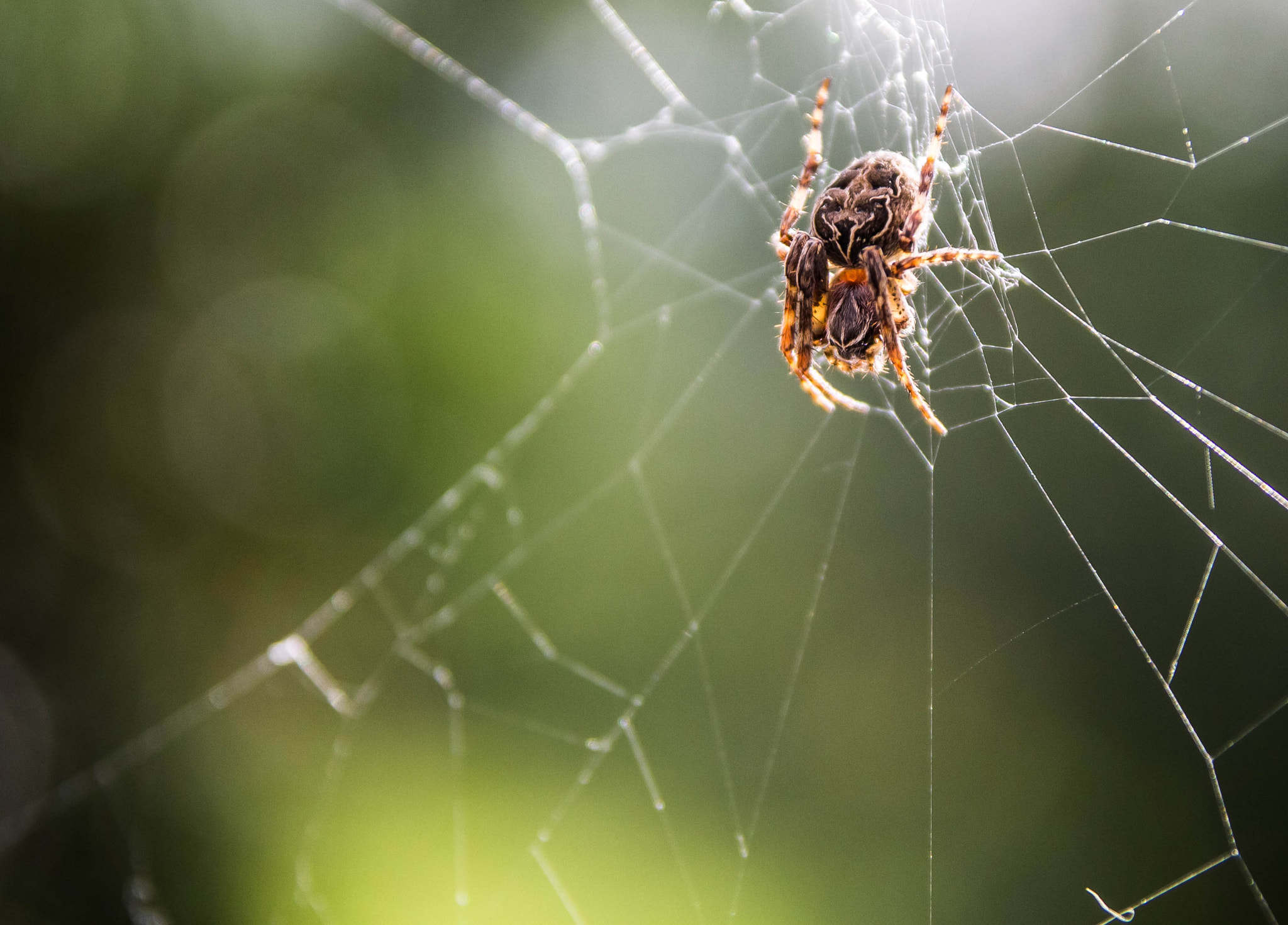 Sigma 17-70mm F2.8-4 DC Macro OS HSM sample photo. Spider 2 photography