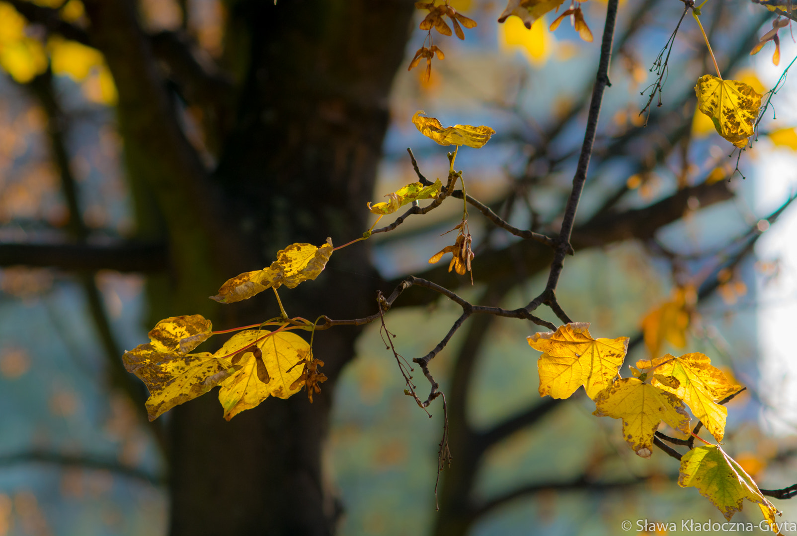 Nikon D7100 + AF Zoom-Nikkor 70-210mm f/4 sample photo. Autumn photography