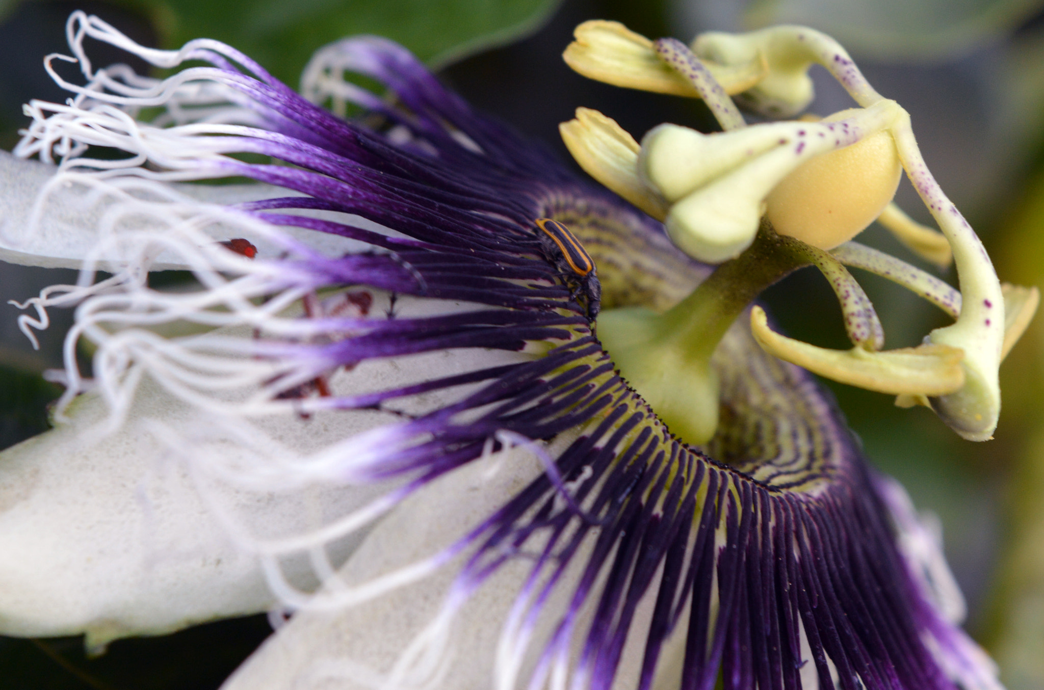 Passion fruit flower