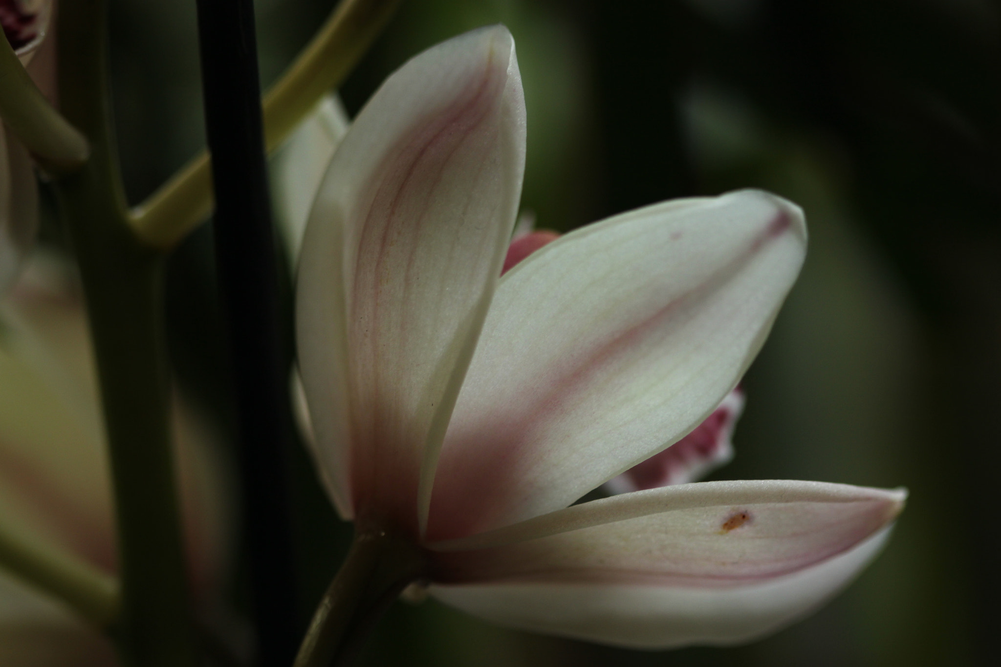 Canon EOS 500D (EOS Rebel T1i / EOS Kiss X3) + Canon EF 100mm F2.8 Macro USM sample photo. Indoor orchid photography