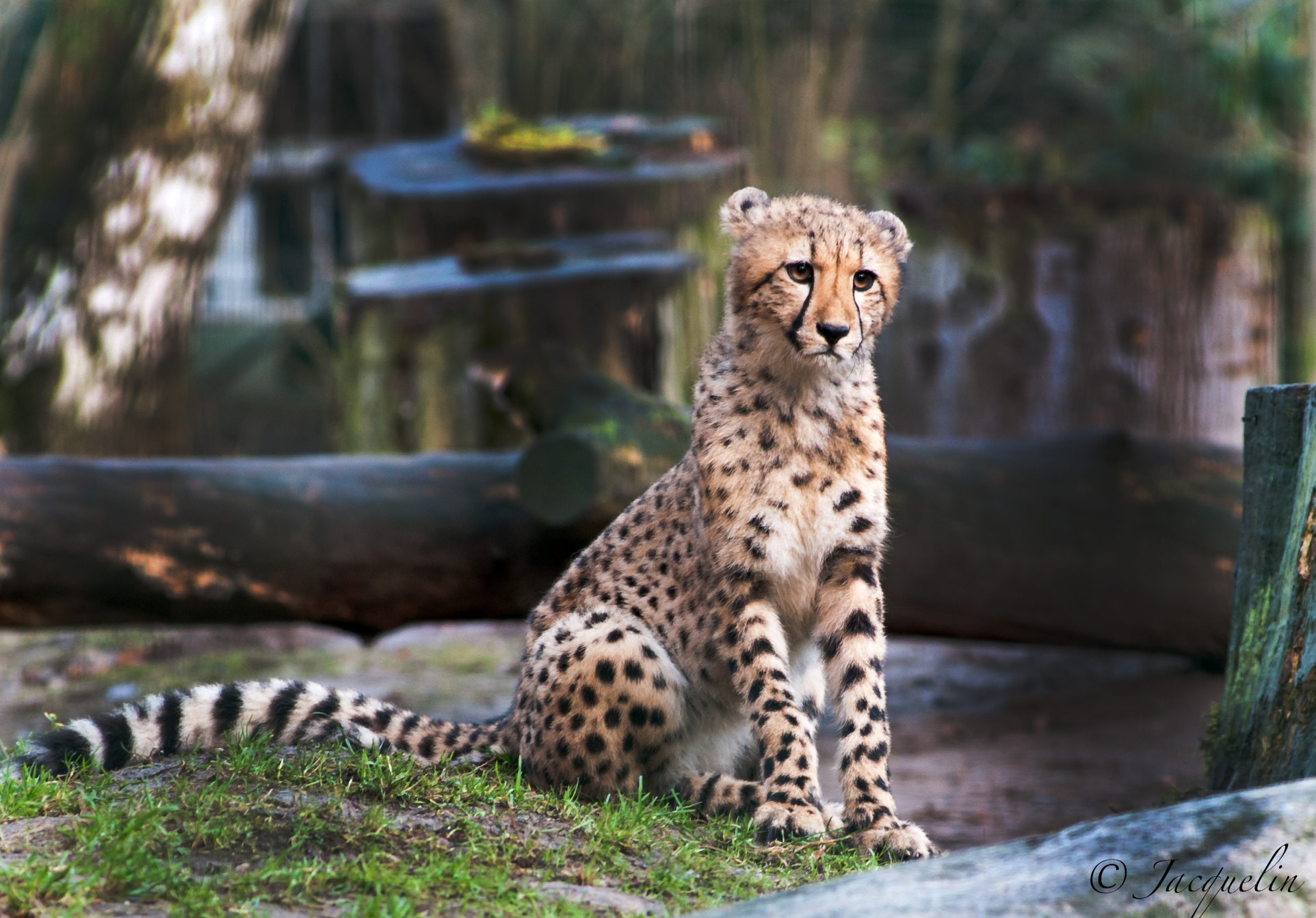 AF Zoom-Nikkor 80-200mm f/2.8 ED sample photo. Gepard photography