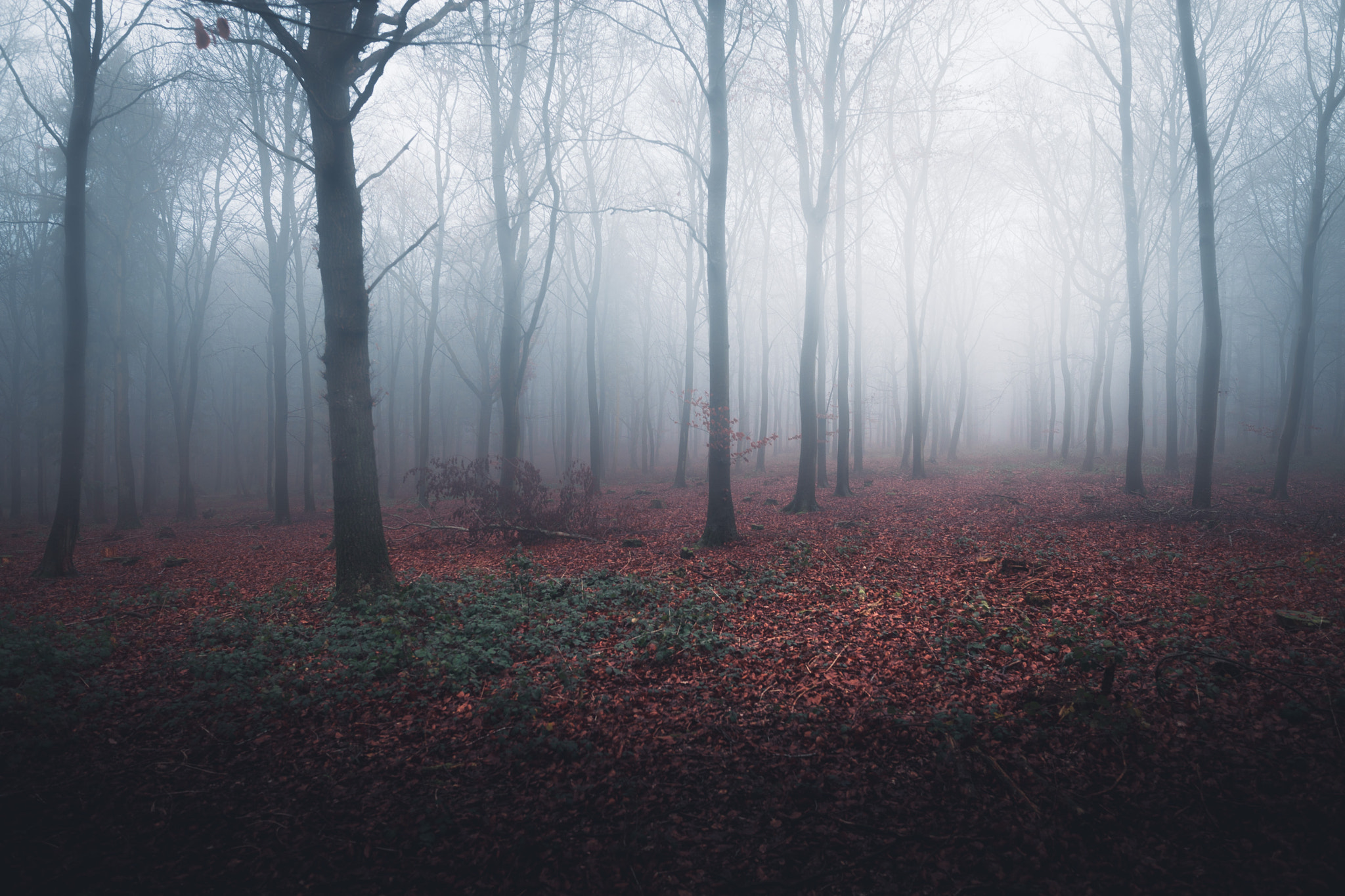 Sigma 24-35mm F2 DG HSM Art sample photo. Sheer's copse photography