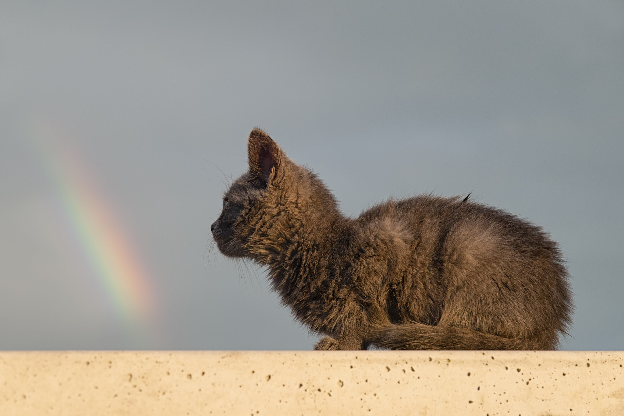 Sigma 17-70mm F2.8-4.5 DC Macro Asp. IF sample photo. Smell the rainbow photography