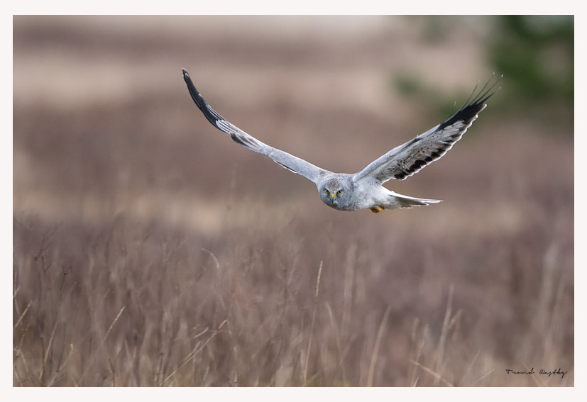 Nikon AF-S Nikkor 400mm F2.8G ED VR II sample photo. Hen harrier photography