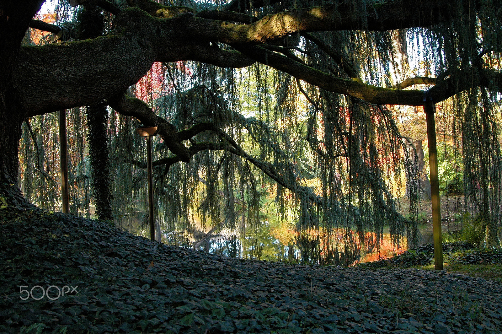 Nikon D70 sample photo. Tree needs support photography