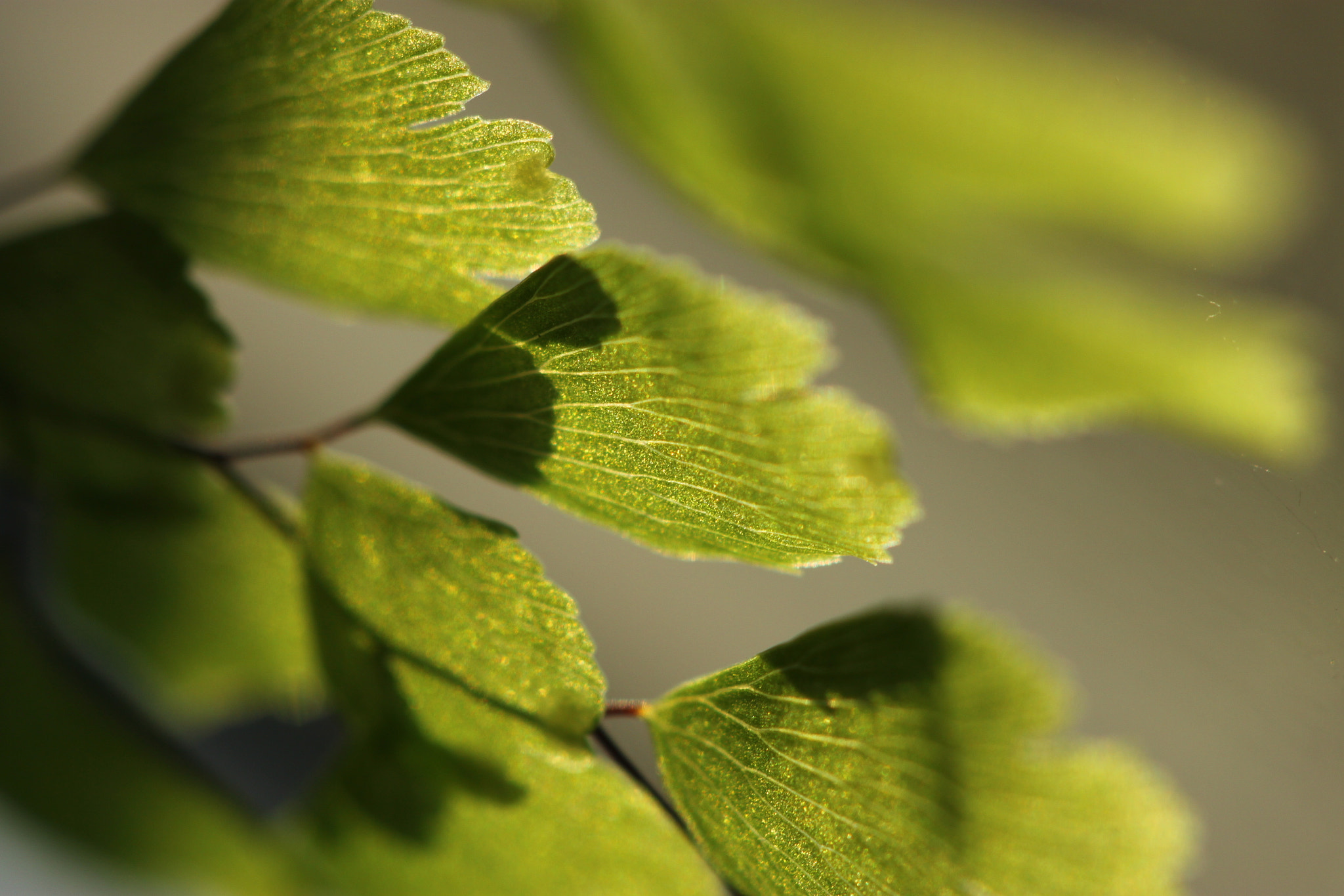 Canon EOS 500D (EOS Rebel T1i / EOS Kiss X3) + Canon EF 100mm F2.8 Macro USM sample photo. Translucency photography