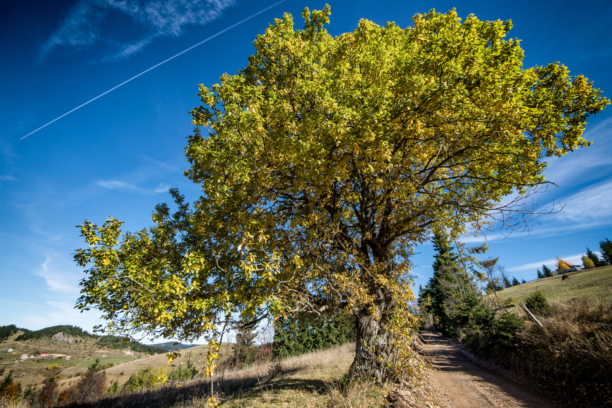Sigma 8-16mm F4.5-5.6 DC HSM sample photo. Tree photography