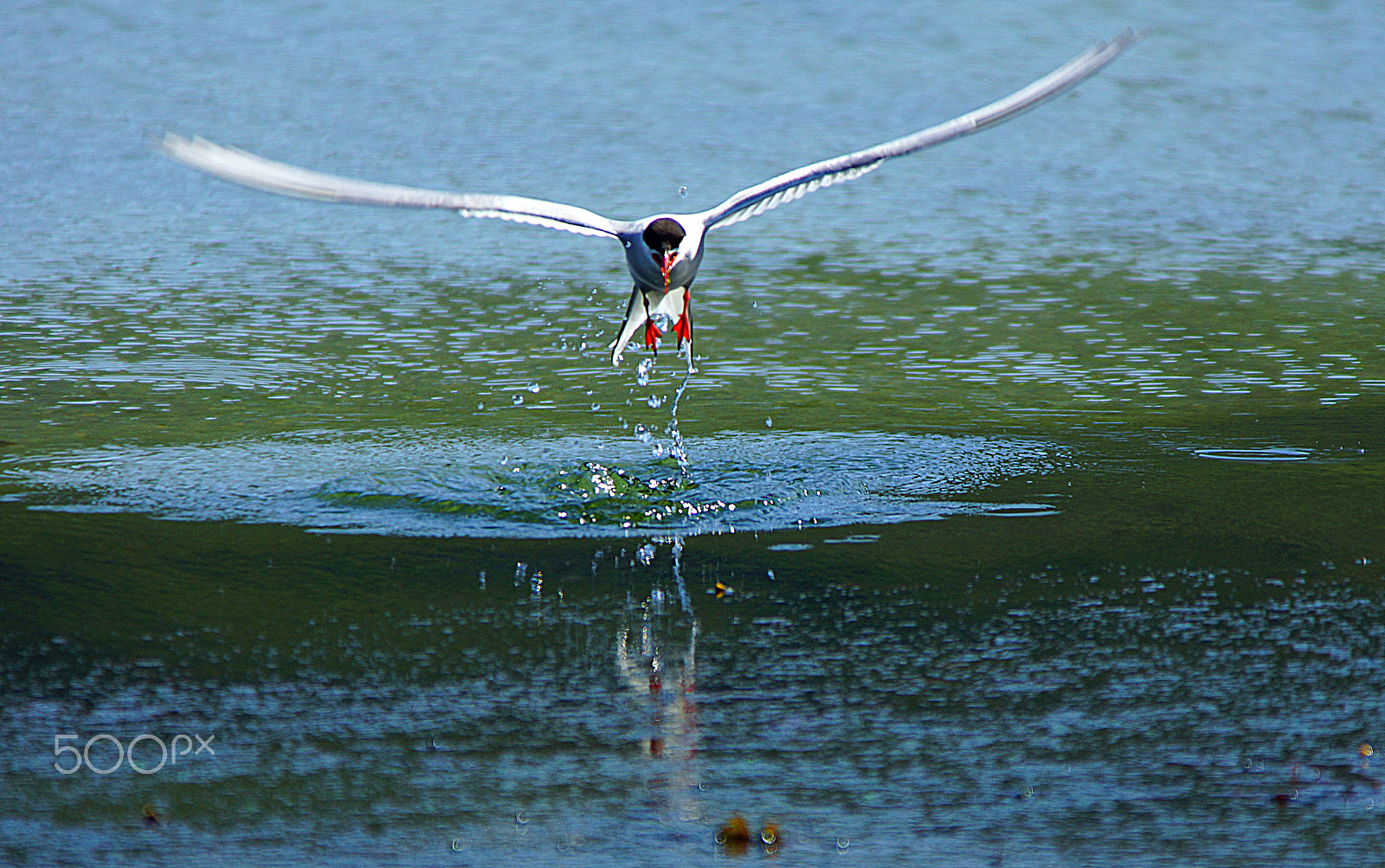 Sony 70-200mm F2.8 G SSM II sample photo. Fishing photography