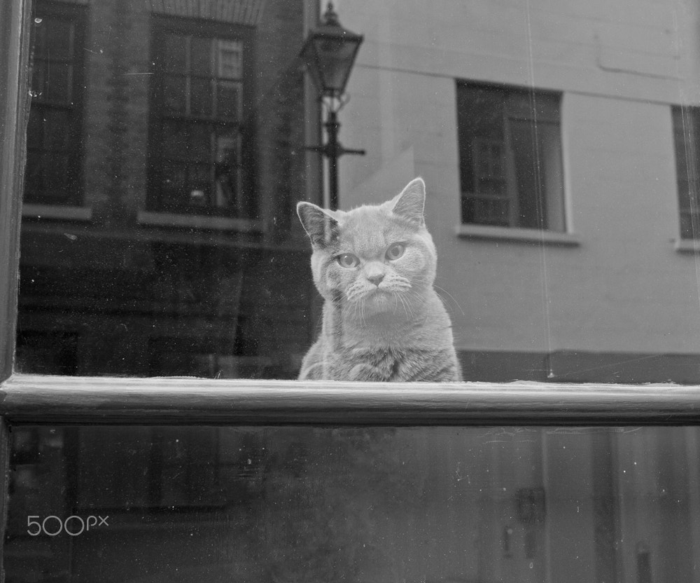 Panasonic Lumix DMC-G3 + Olympus M.Zuiko Digital 25mm F1.8 sample photo. Shoreditch cat, london photography