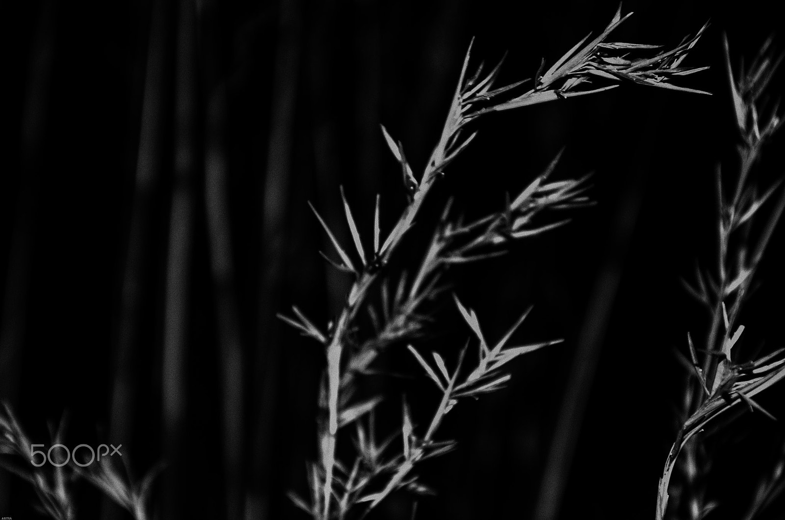 Pentax K-5 IIs sample photo. Intertwined photography
