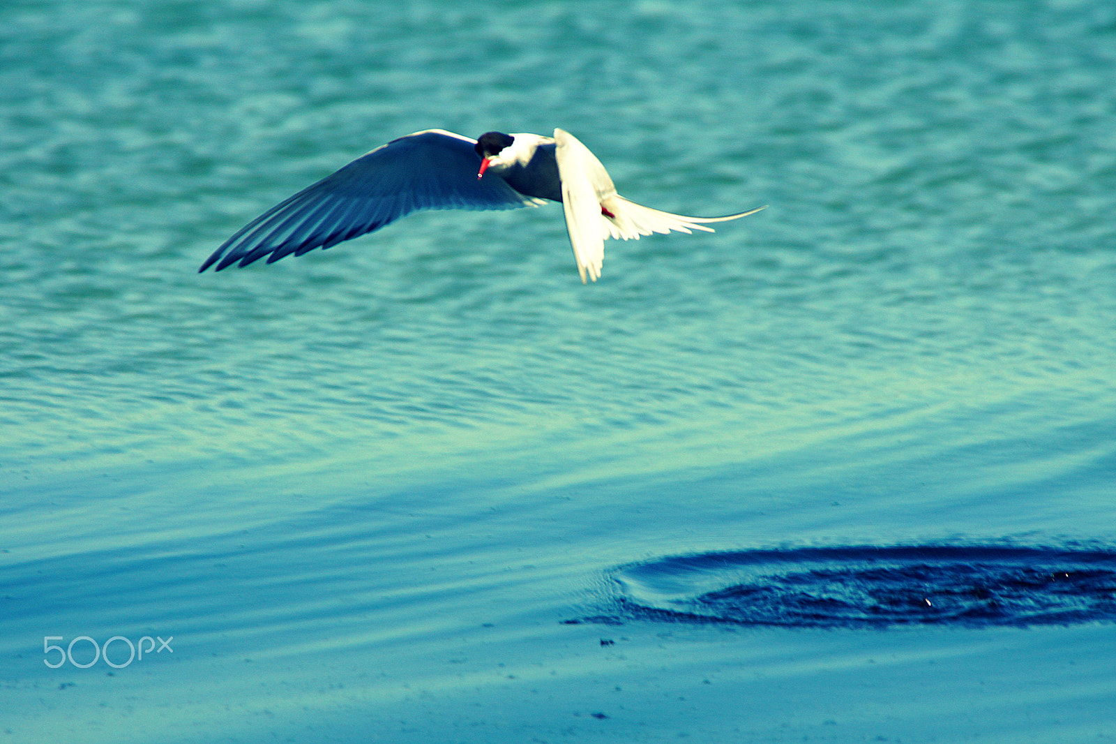 Sony 70-200mm F2.8 G SSM II sample photo. Take off photography