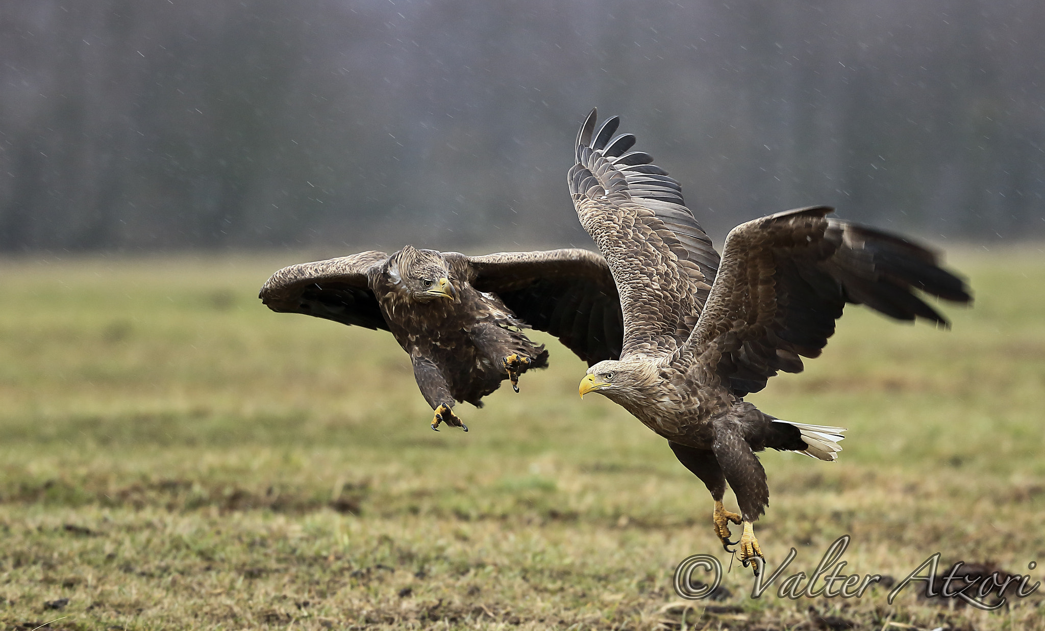 Canon EF 400mm F4.0 DO IS USM sample photo. Fighting between white-tailed eagles photography
