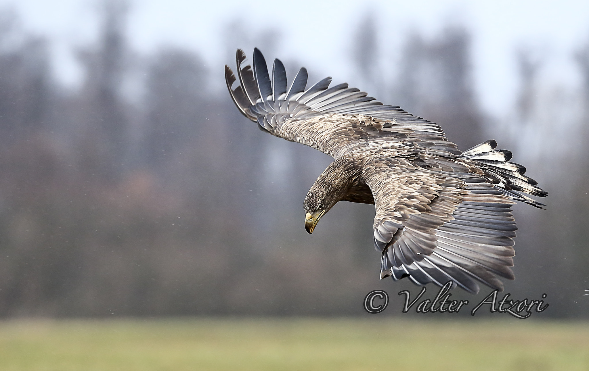 Canon EOS-1D X + Canon EF 400mm F4.0 DO IS USM sample photo. White-tailed eagles photography