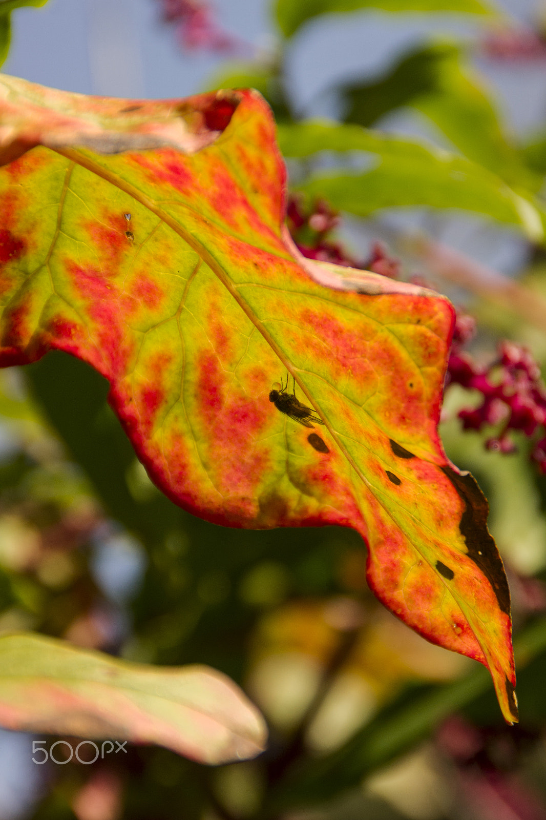 Sony Alpha DSLR-A500 sample photo. La mosca photography