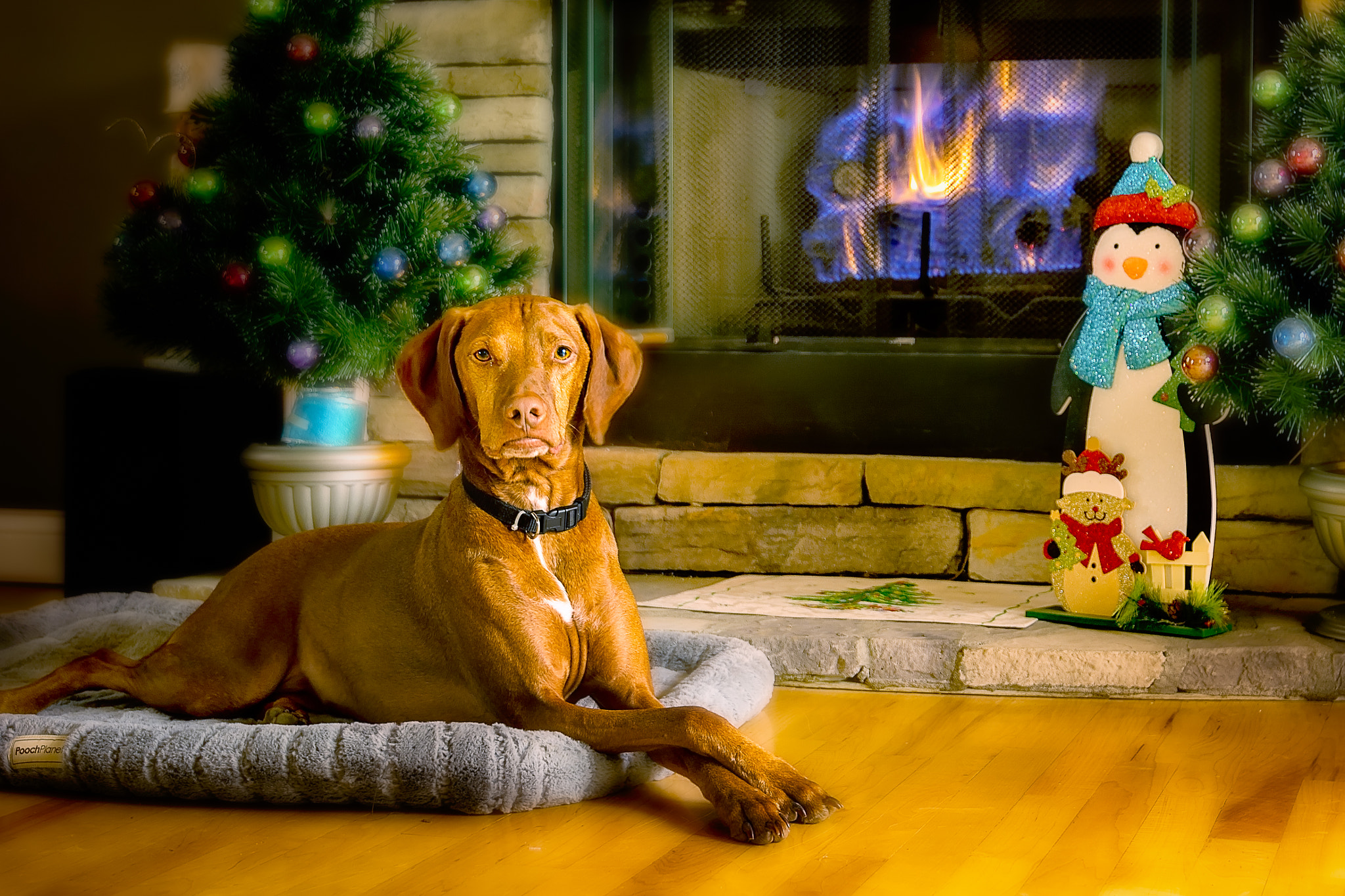 Tamron SP 15-30mm F2.8 Di VC USD sample photo. My best friend chase! photography