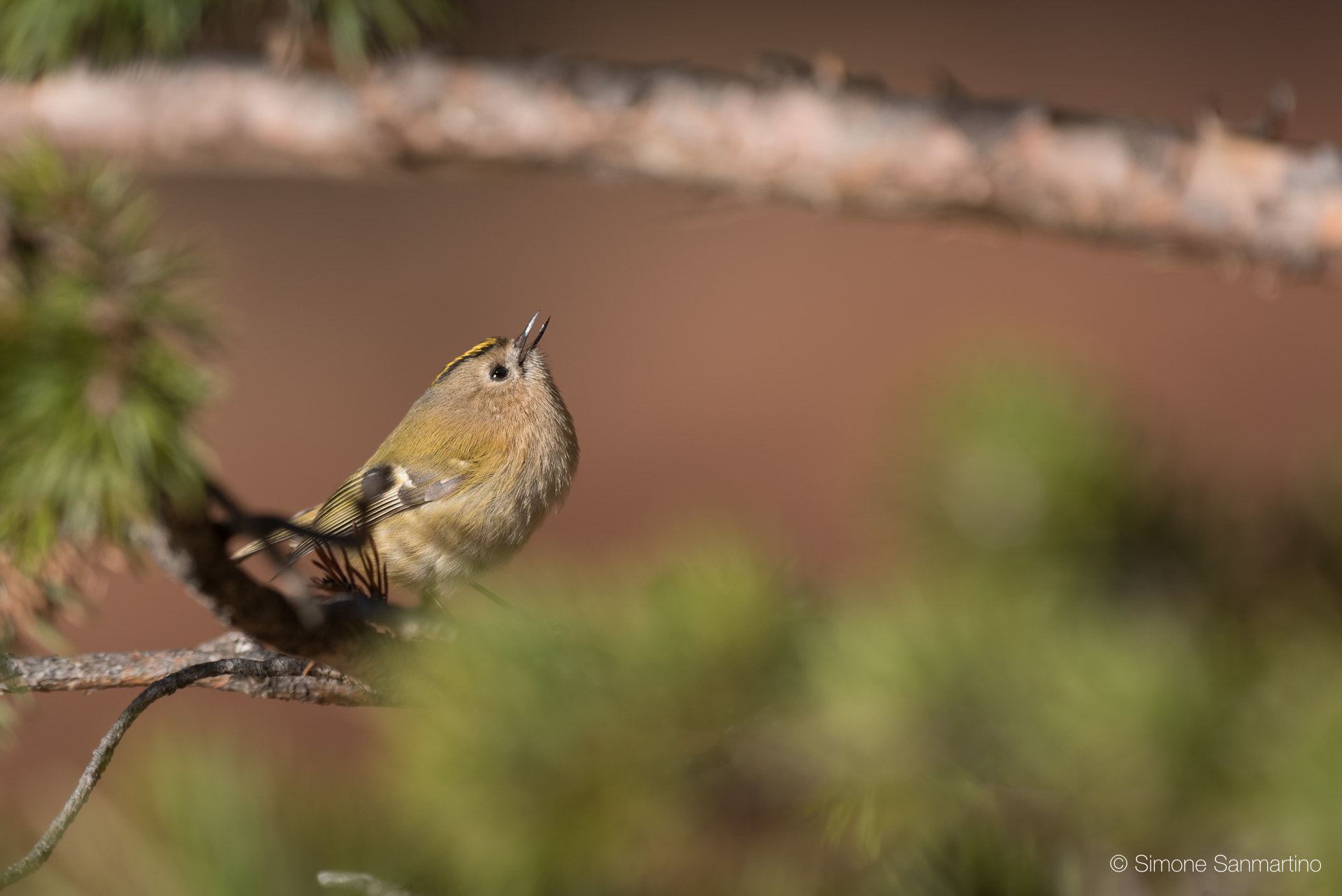 Nikon D750 + Sigma 500mm F4.5 EX DG HSM sample photo. Regolo - goldcrest photography