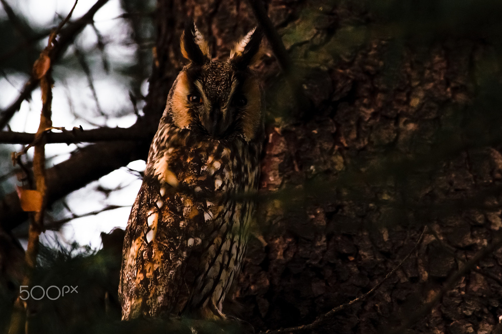 Pentax smc DA* 300mm F4.0 ED (IF) SDM sample photo. Nascosto tra i rami photography