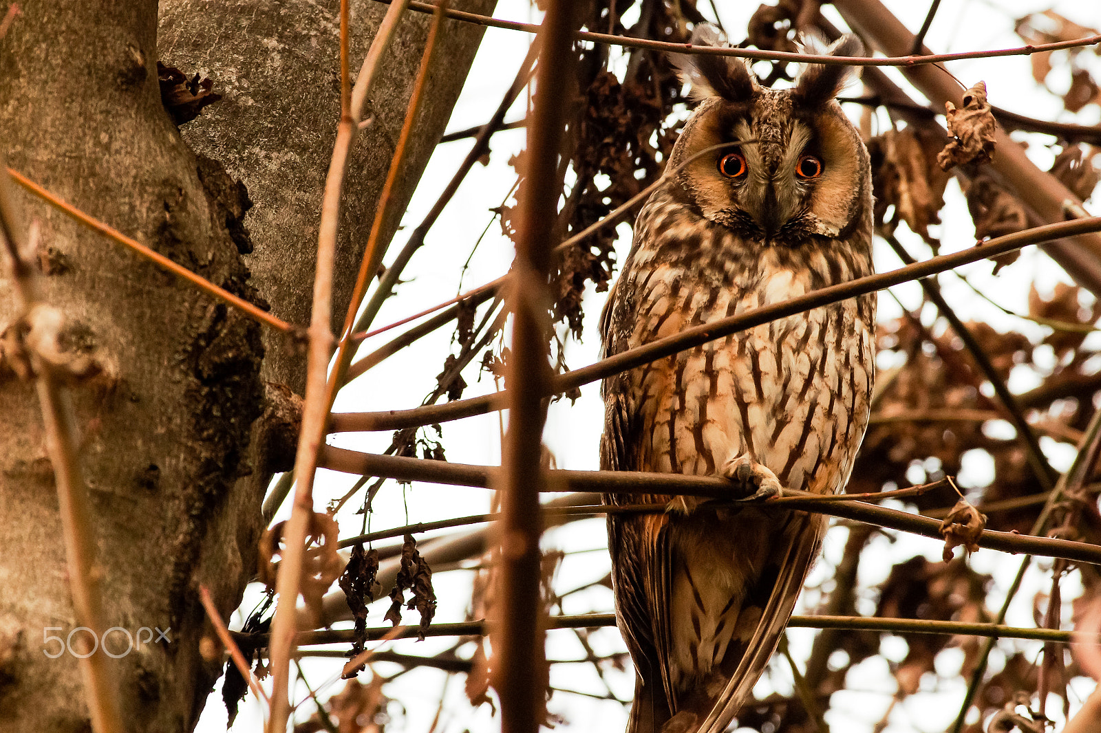 Pentax smc DA* 300mm F4.0 ED (IF) SDM sample photo. Lo sguardo del gufo photography