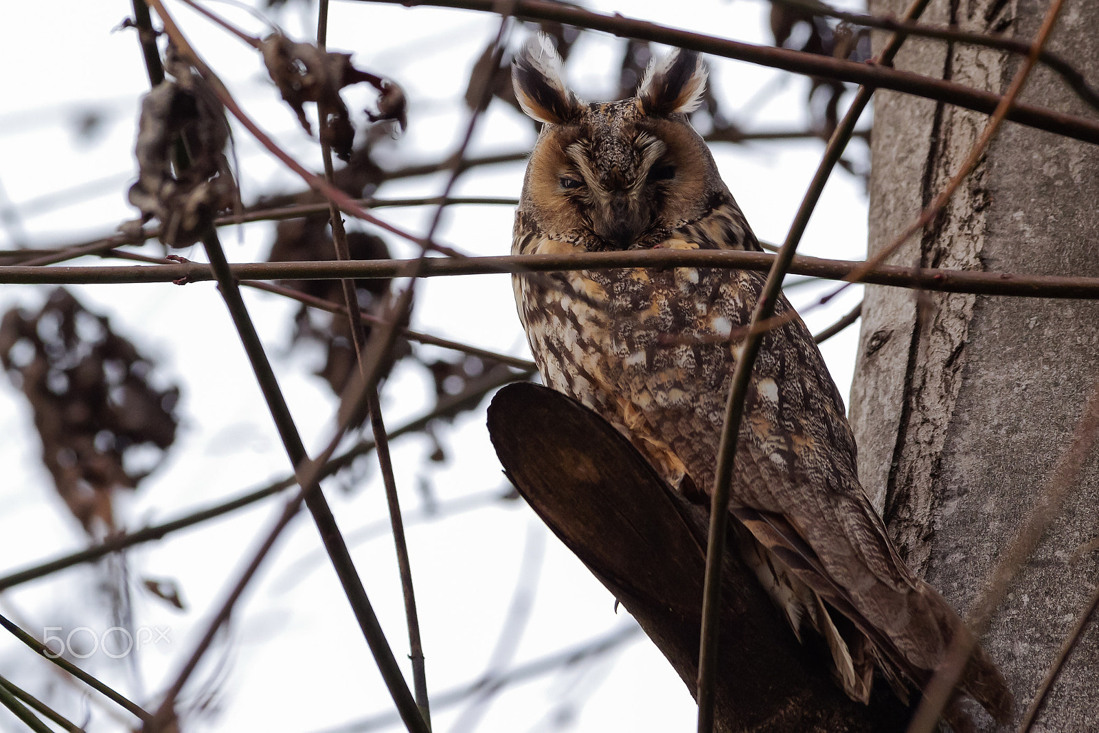 Pentax smc DA* 300mm F4.0 ED (IF) SDM sample photo. Un gufo al riposo photography