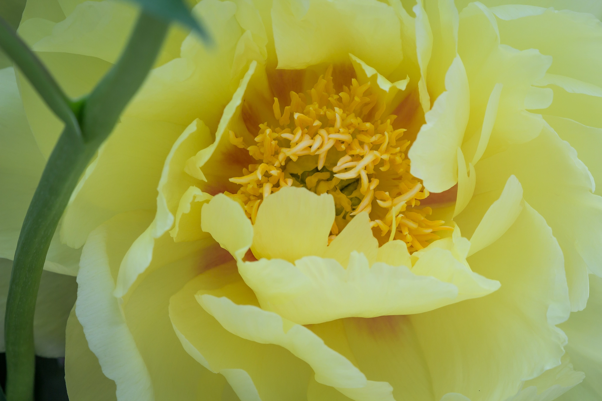 Canon EOS 650D (EOS Rebel T4i / EOS Kiss X6i) + Canon EF 100mm F2.8 Macro USM sample photo. Peony photography