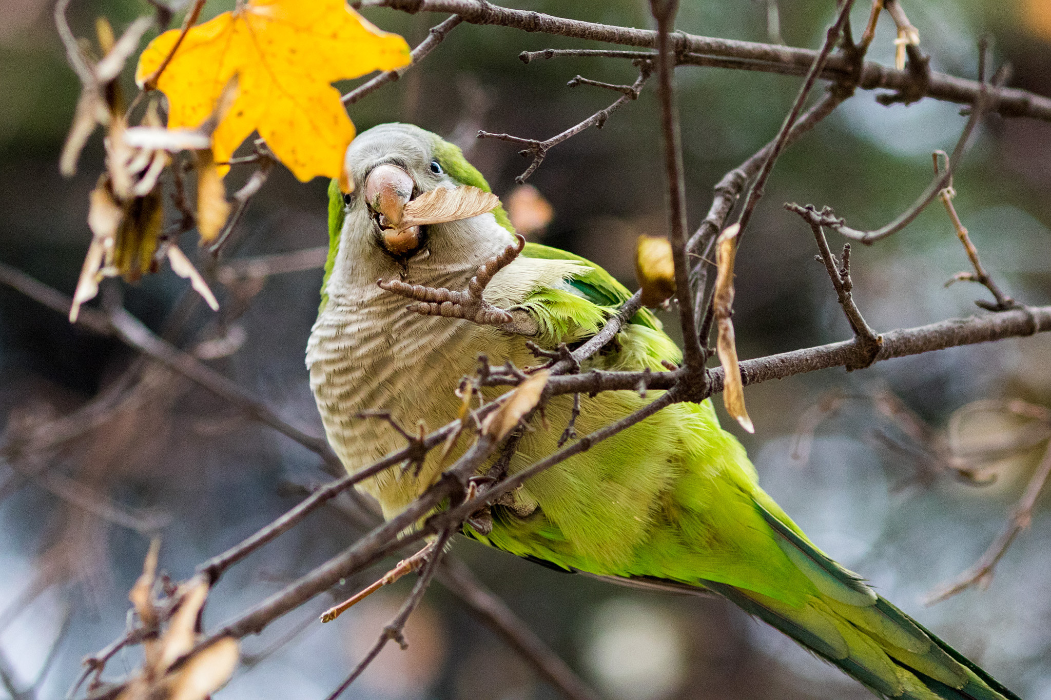 Canon EOS 7D Mark II + Canon EF 135mm F2L USM sample photo. 20151212 cockatoo photography