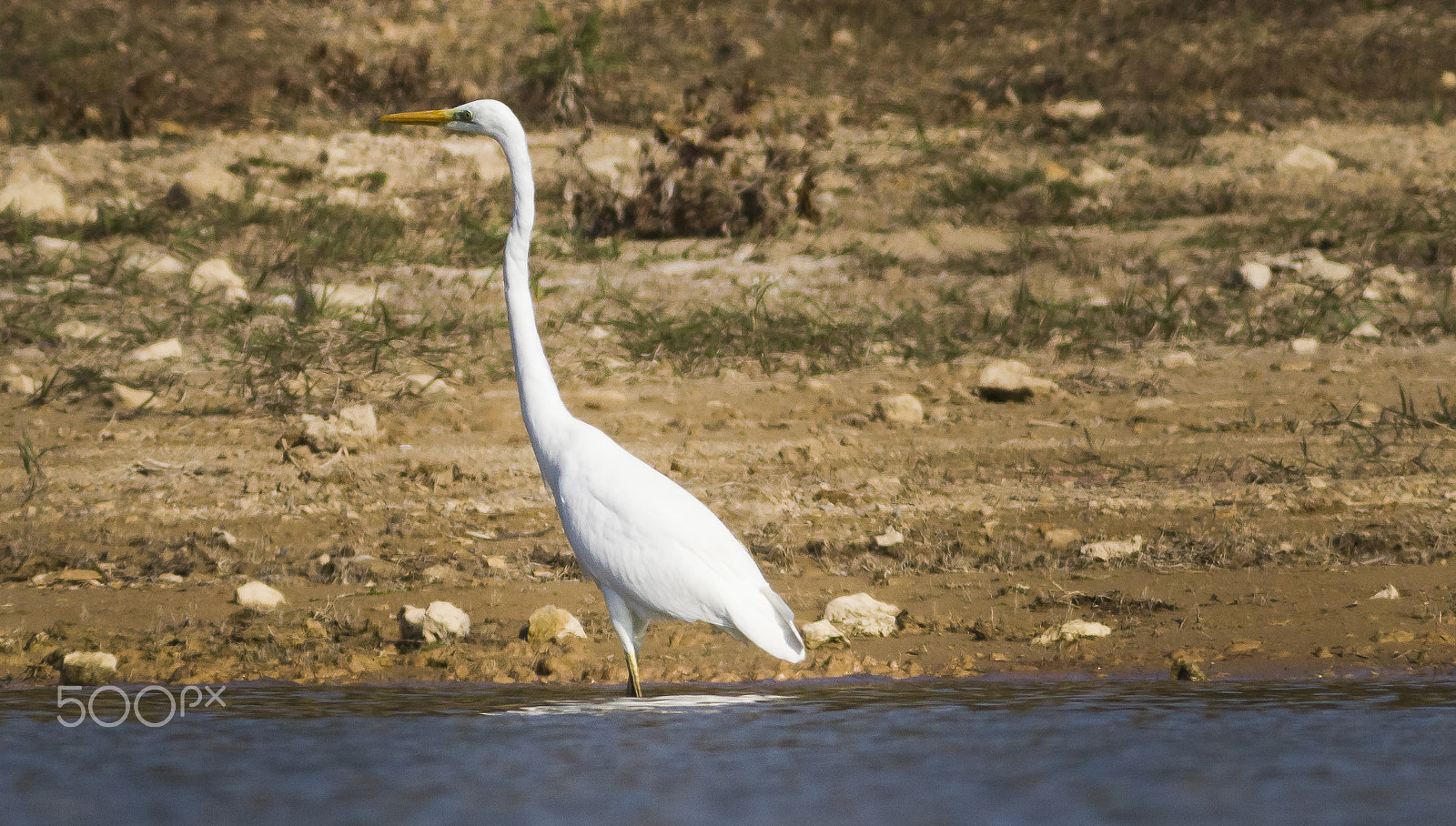 Canon EOS 600D (Rebel EOS T3i / EOS Kiss X5) + Canon EF 400mm F5.6L USM sample photo. Volavka bílá wl z jedoucí lodě photography