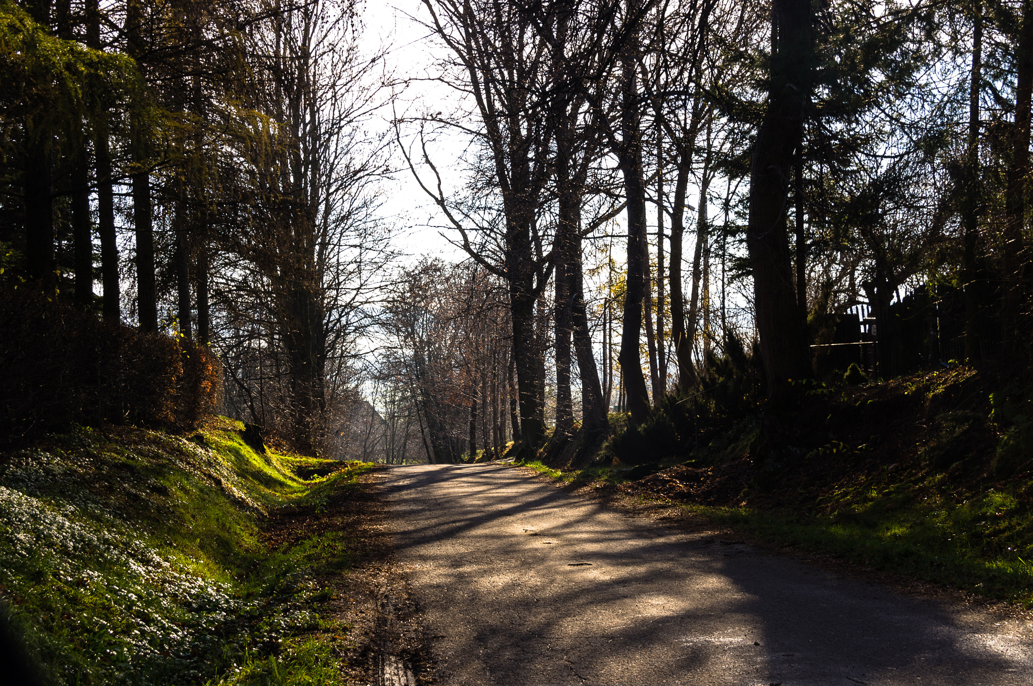 Pentax K-r sample photo. Forest track photography