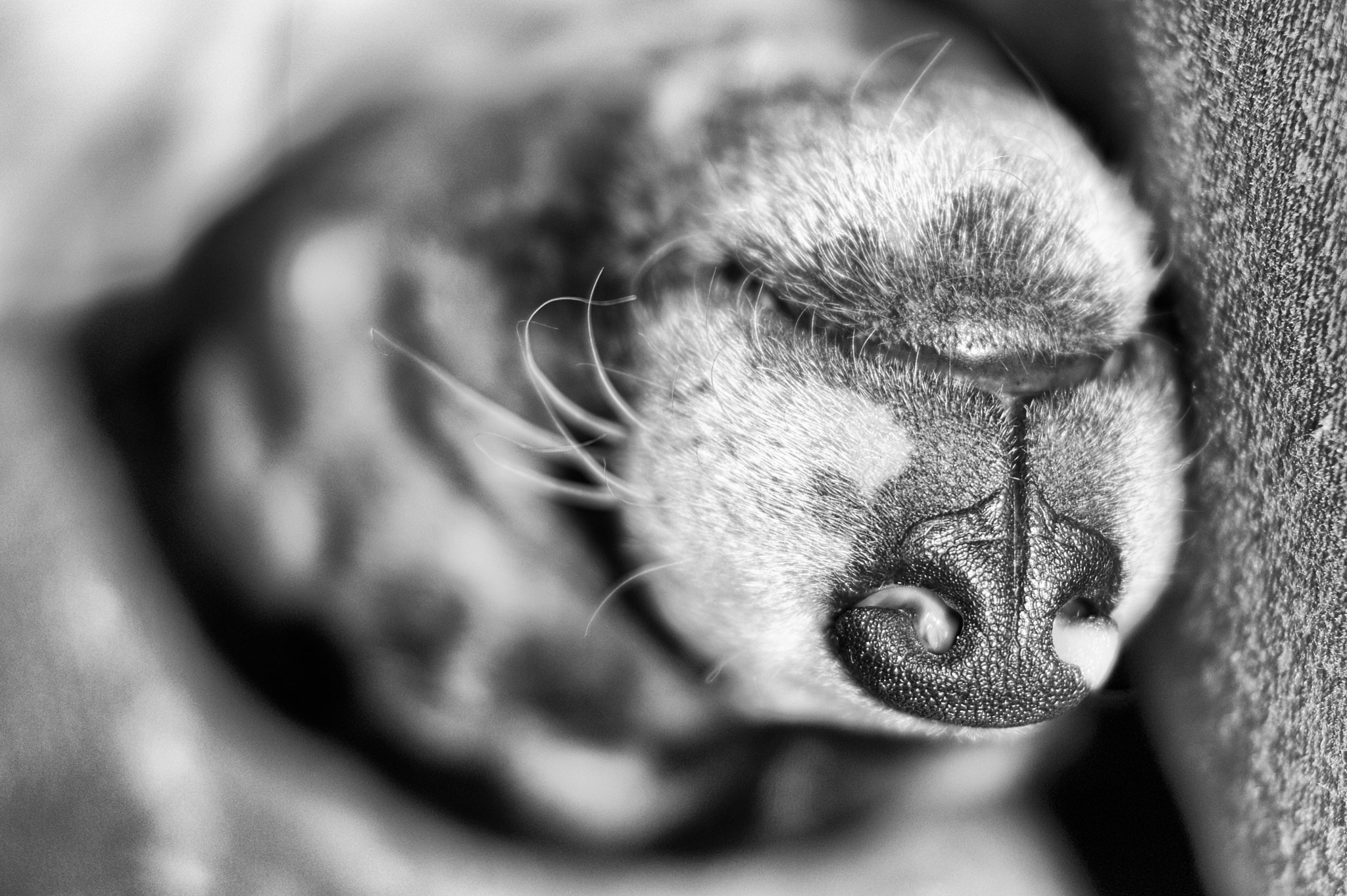 Sony SLT-A58 + Sony DT 35mm F1.8 SAM sample photo. Sleepy dog photography