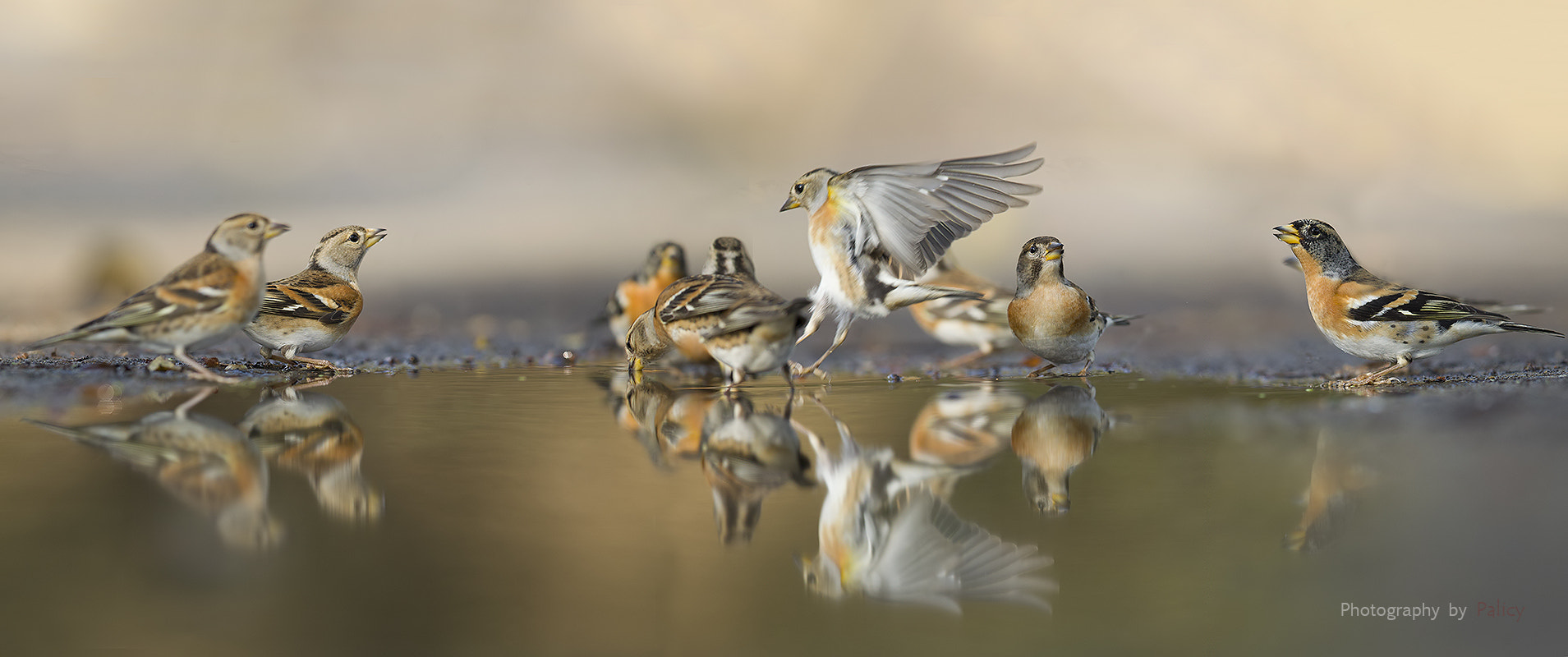 Canon EF 600mm F4L IS II USM sample photo. Brambling photography