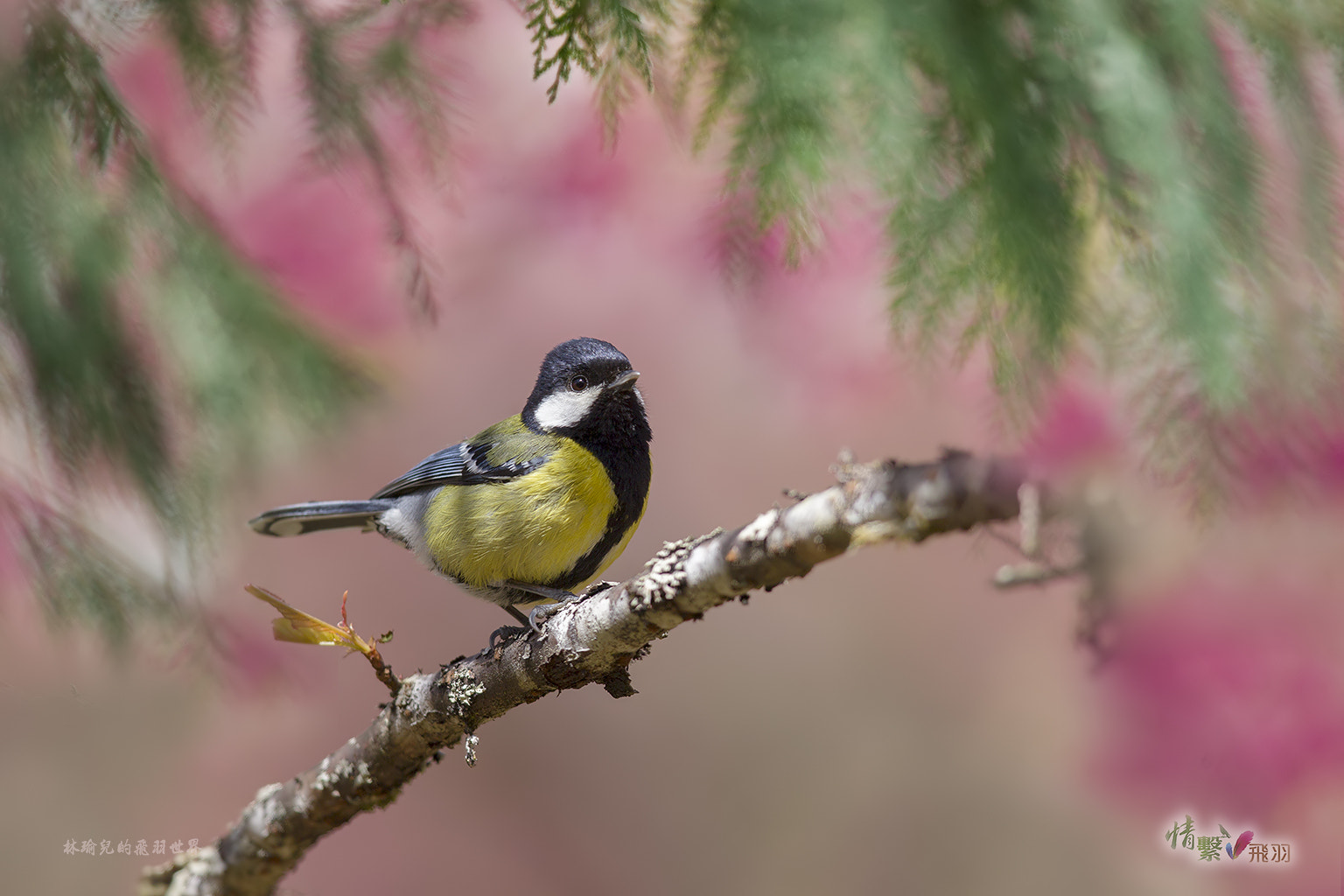 Canon EF 600mm F4L IS II USM sample photo. Green-backed tit (青背山雀) photography