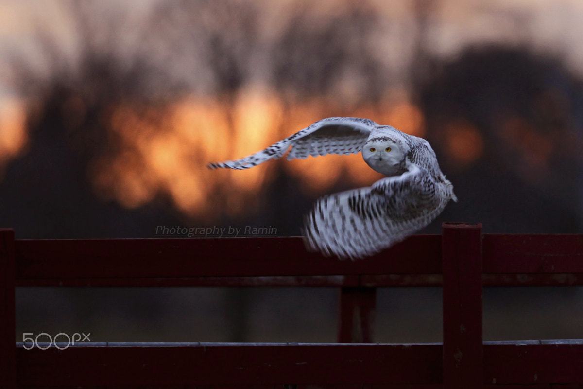 Canon EF 500mm F4L IS II USM sample photo. Sunrise flight photography