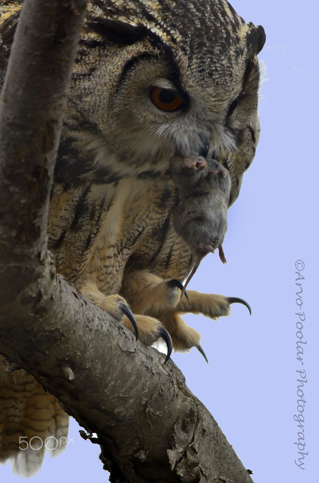 Nikon AF-S Nikkor 400mm F2.8D ED-IF II sample photo. Eagle owl enjoys the fruits of his hunt photography