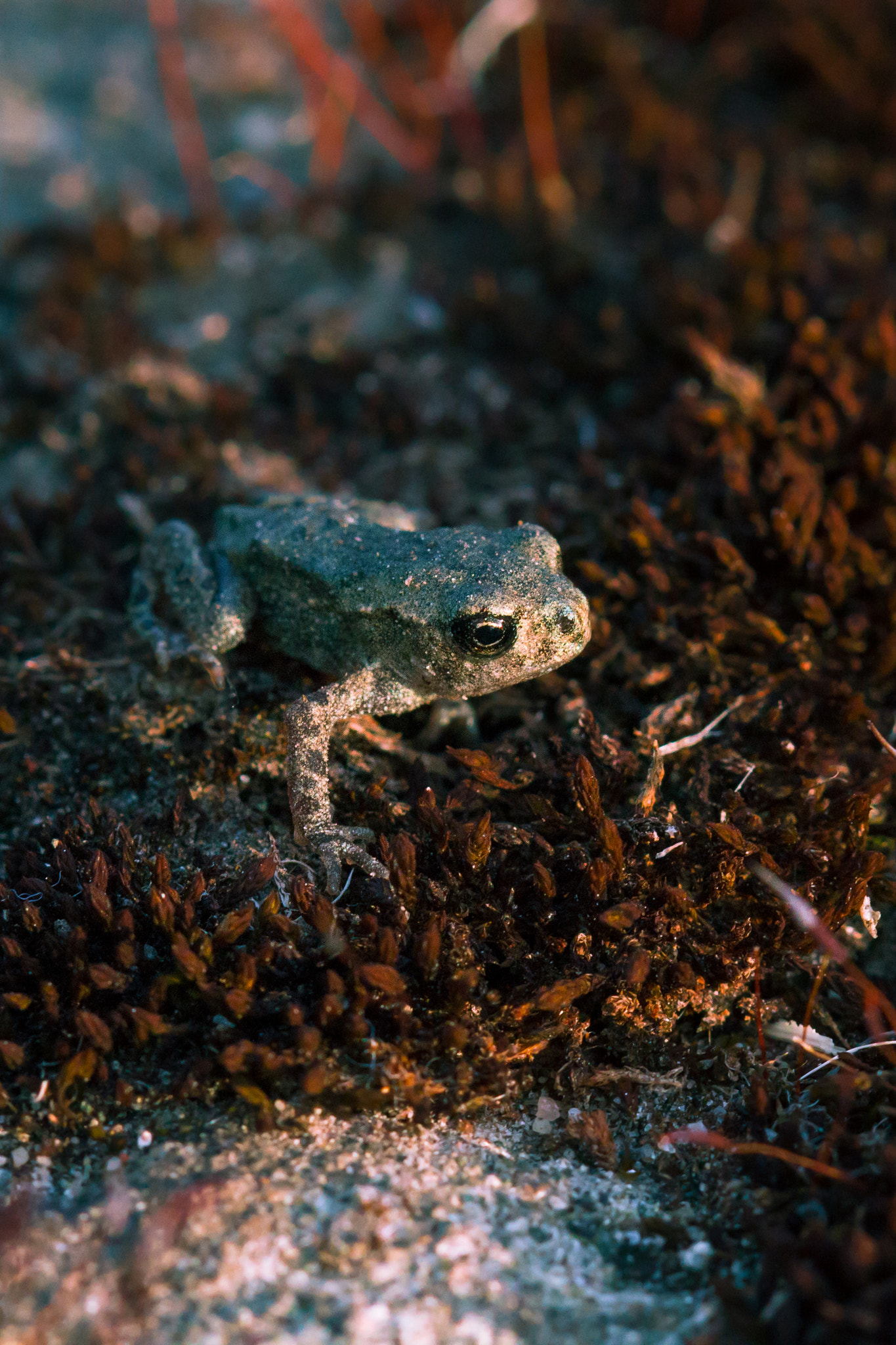 Canon EOS 550D (EOS Rebel T2i / EOS Kiss X4) + Canon EF 100mm F2.8 Macro USM sample photo. Tiny frog in the morning light photography