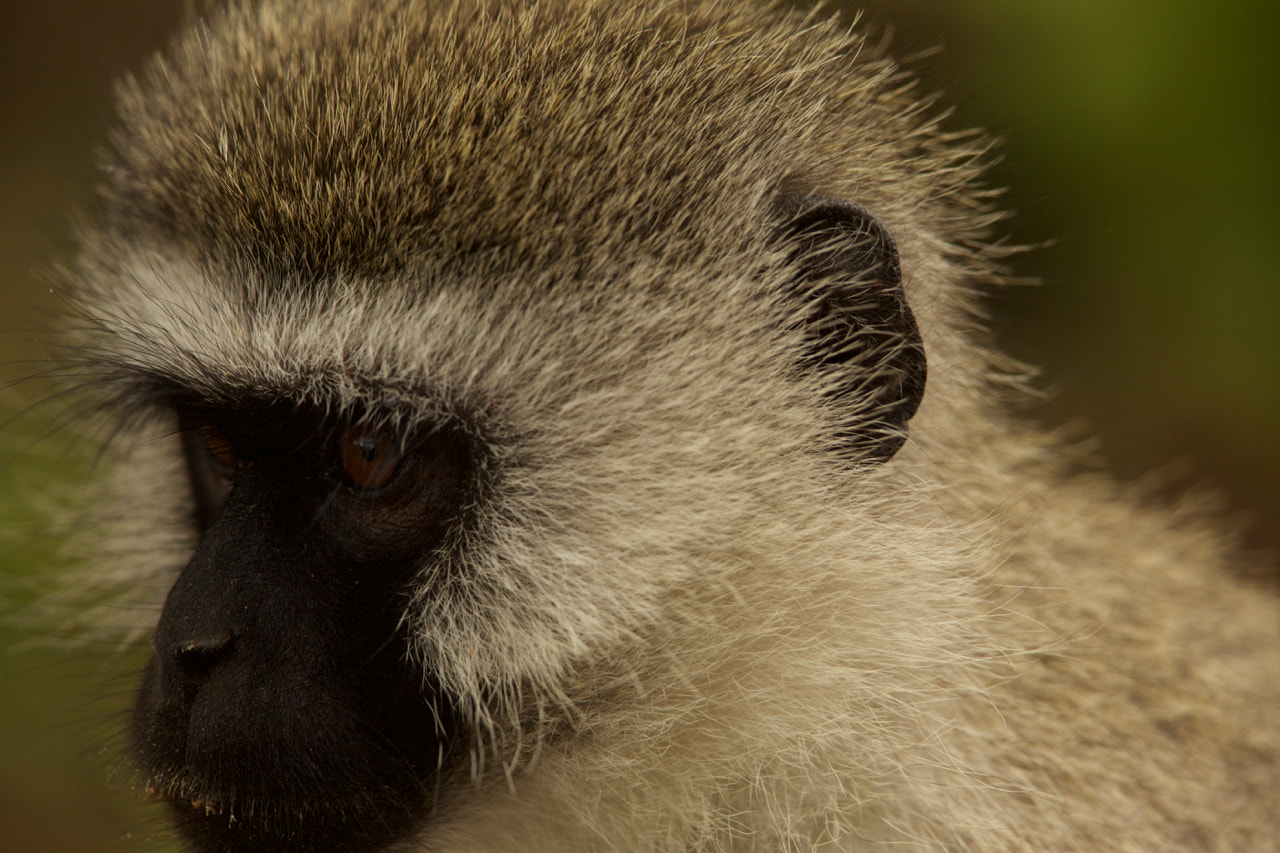 Canon EF 500mm F4L IS II USM sample photo. Monkey photography