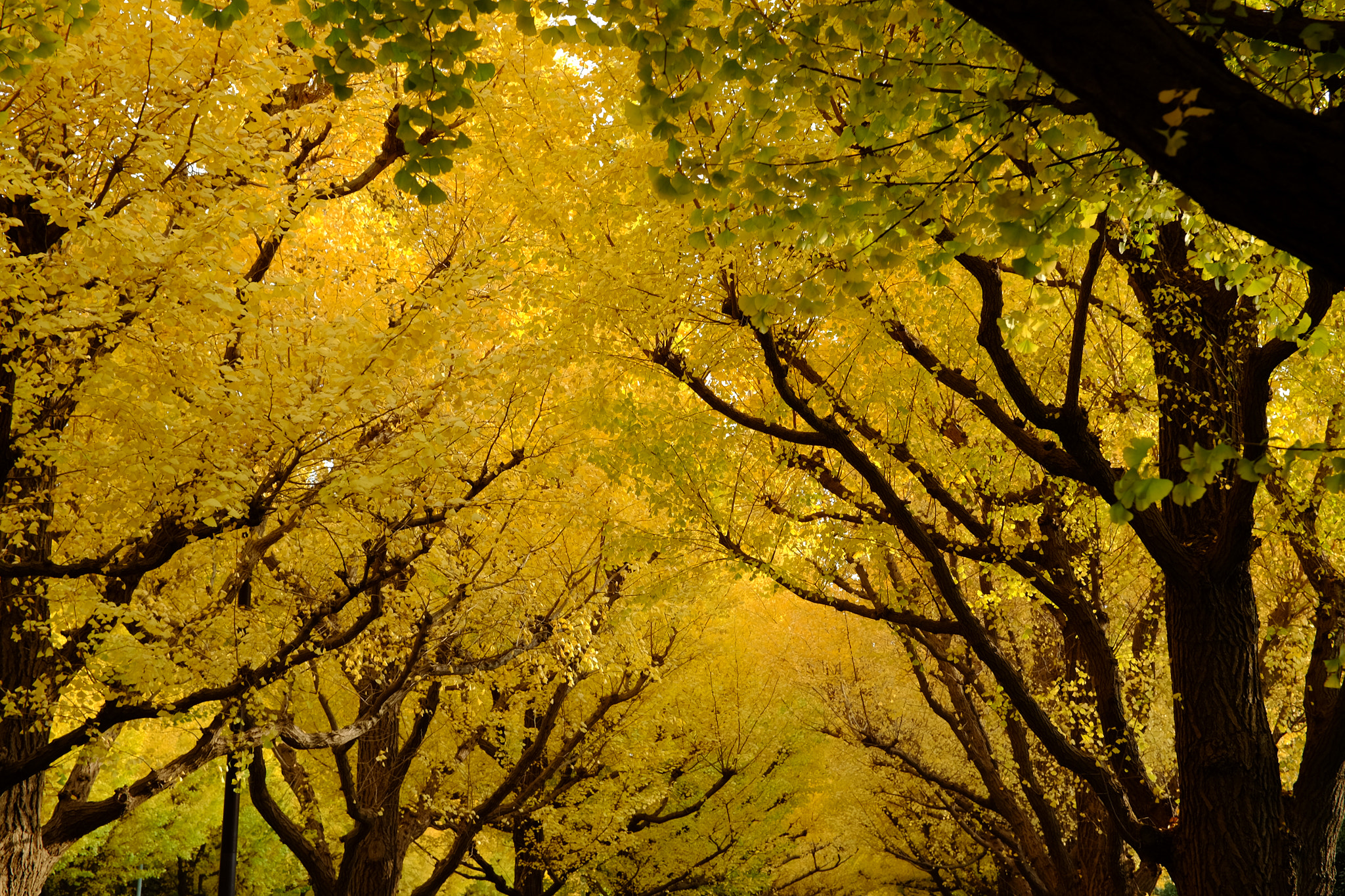 ZEISS Touit 32mm F1.8 sample photo. Meiji jingu gaien photography