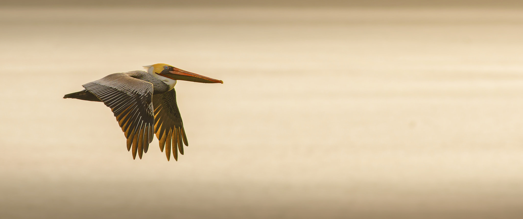 Nikon D800E + AF Nikkor 300mm f/4 IF-ED sample photo. Golden flight photography