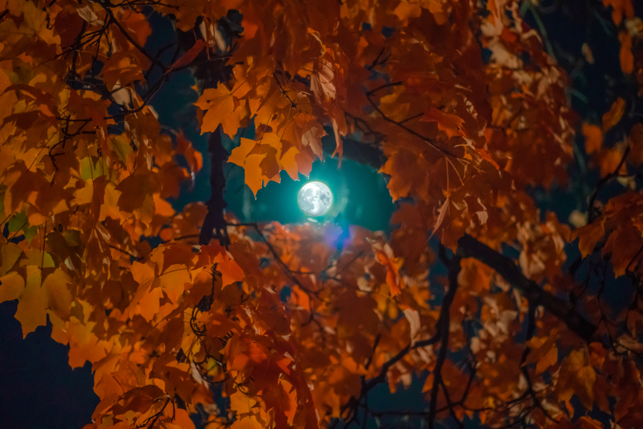 Tamron 18-270mm F3.5-6.3 Di II PZD sample photo. Moon in the leaves photography