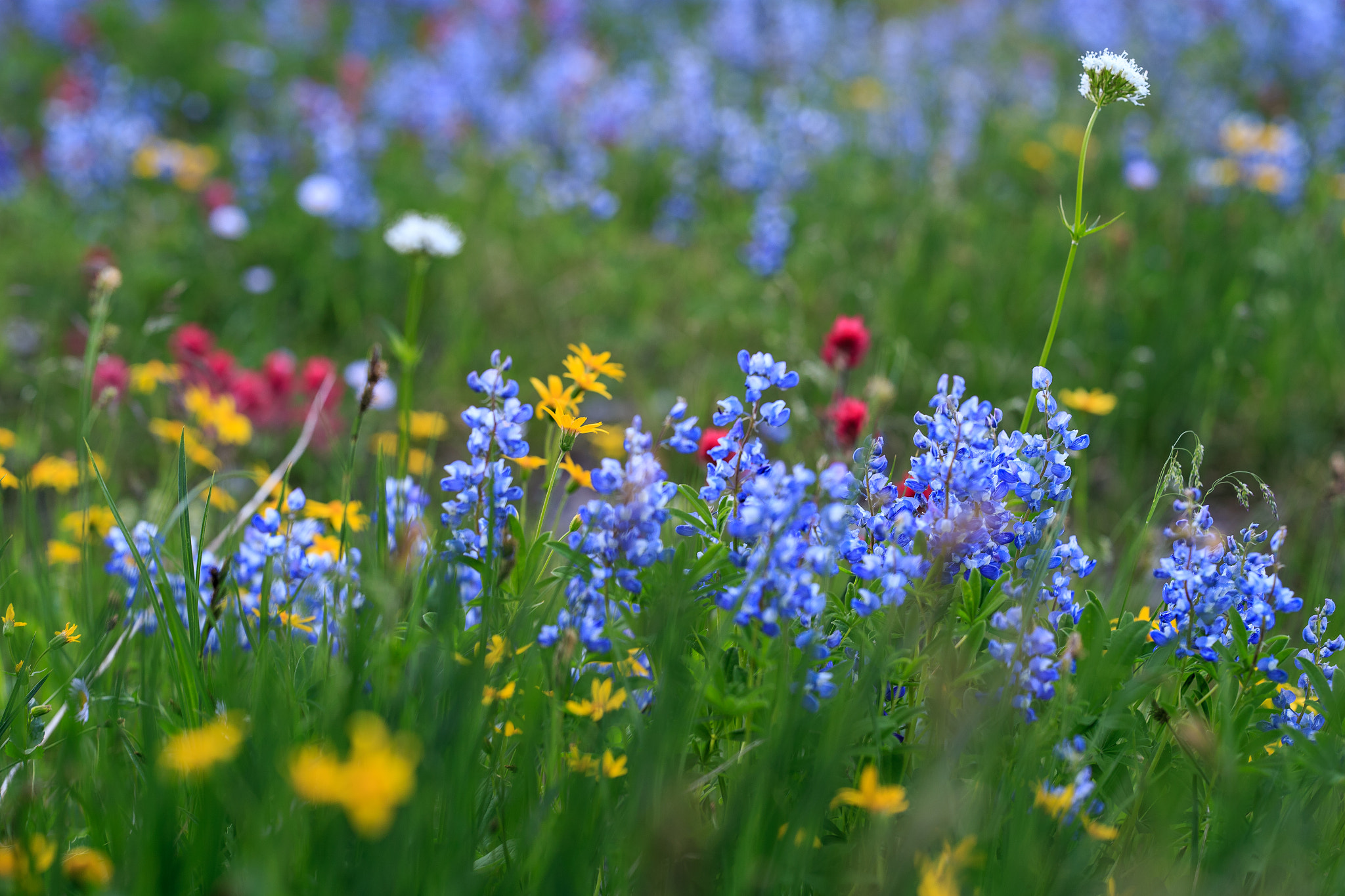 ZEISS Otus 85mm F1.4 sample photo. Wildflowers photography