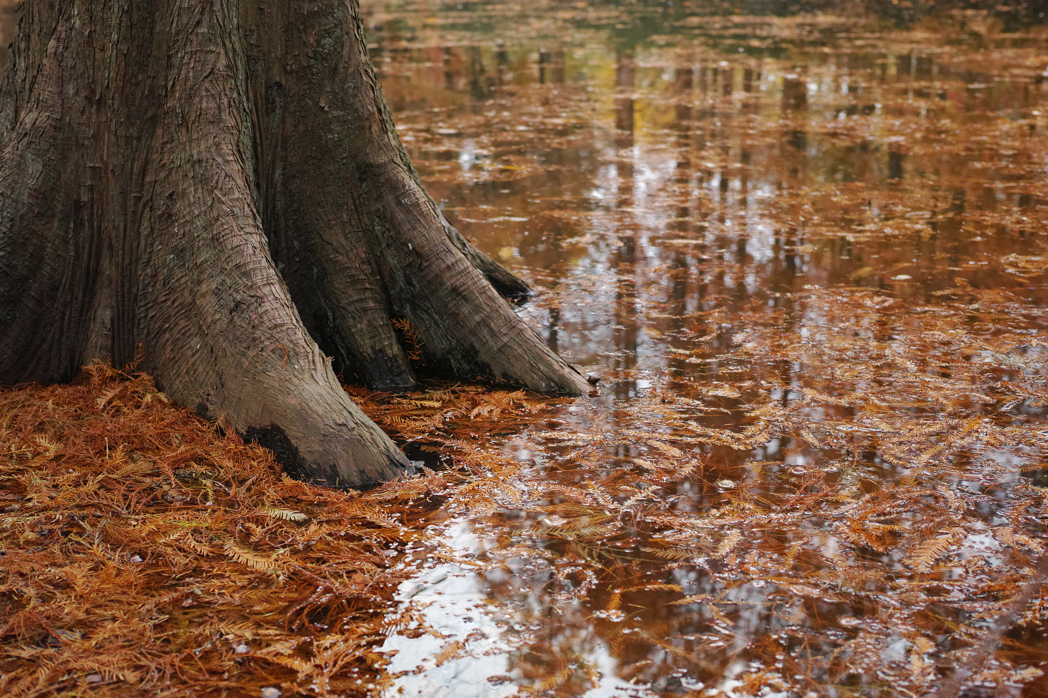 1007 sample photo. Fall all photography
