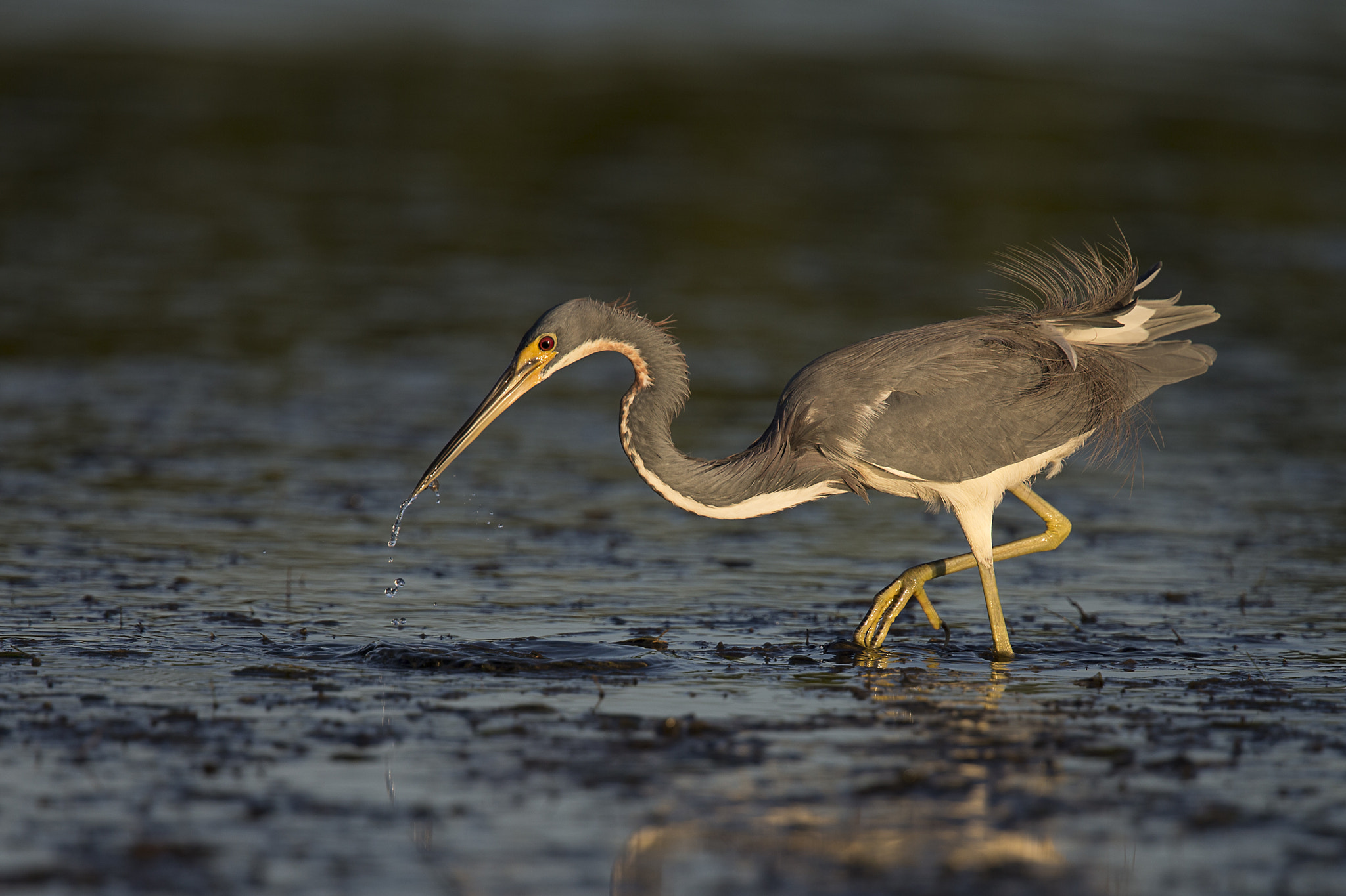 Canon EF 300mm F2.8L IS II USM sample photo. Tricolored heron photography