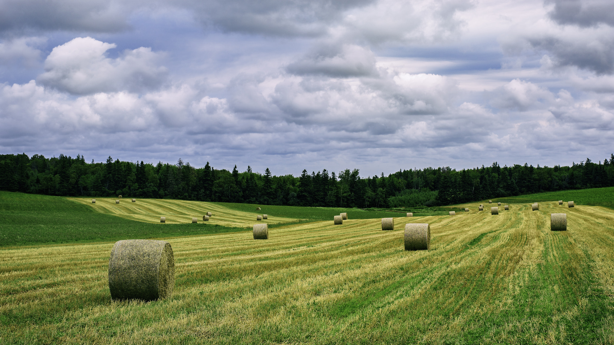 ZEISS Otus 55mm F1.4 sample photo. Bales photography