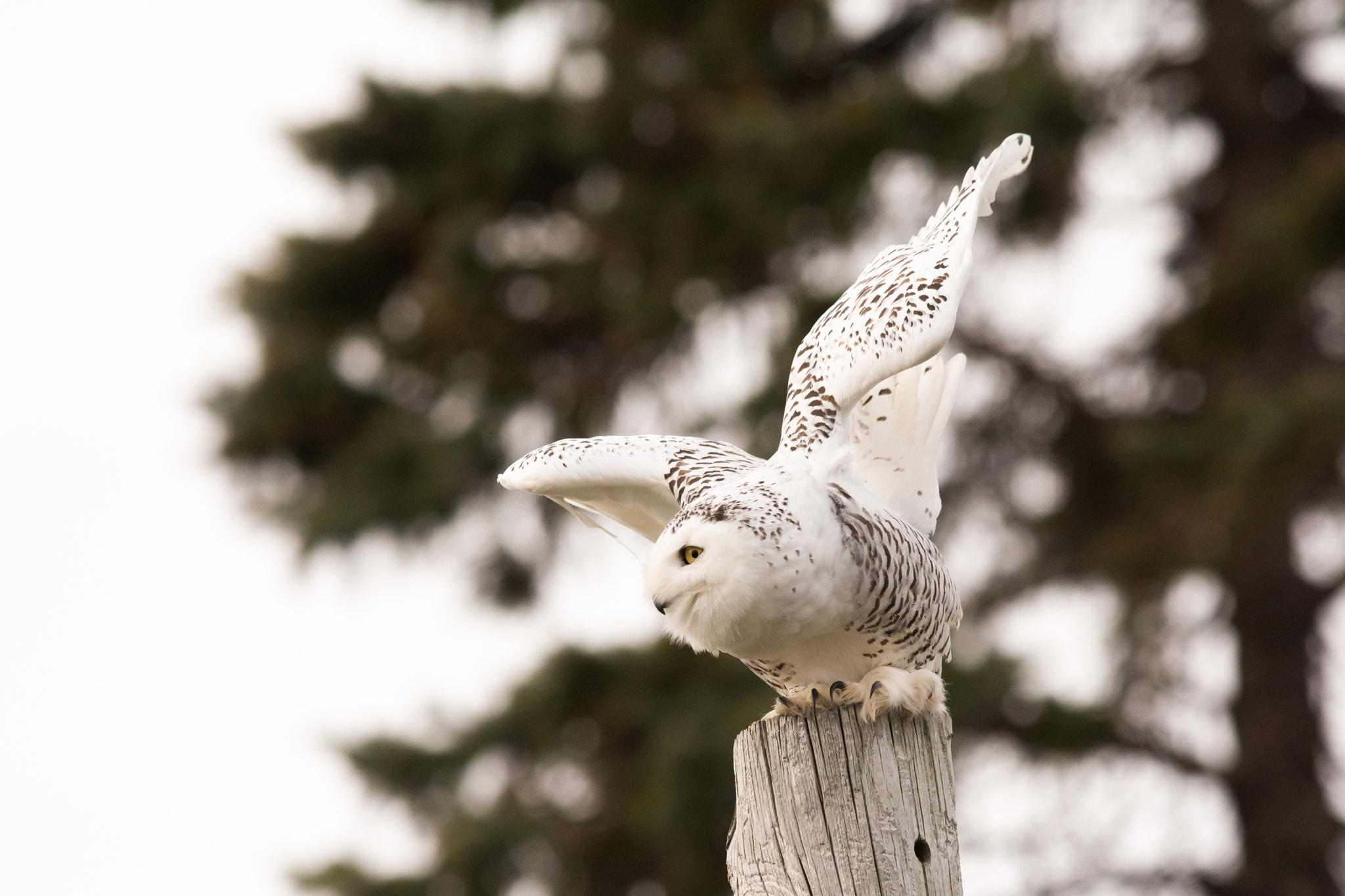 AF-S Nikkor 300mm f/2.8D IF-ED II sample photo. On the hunt photography
