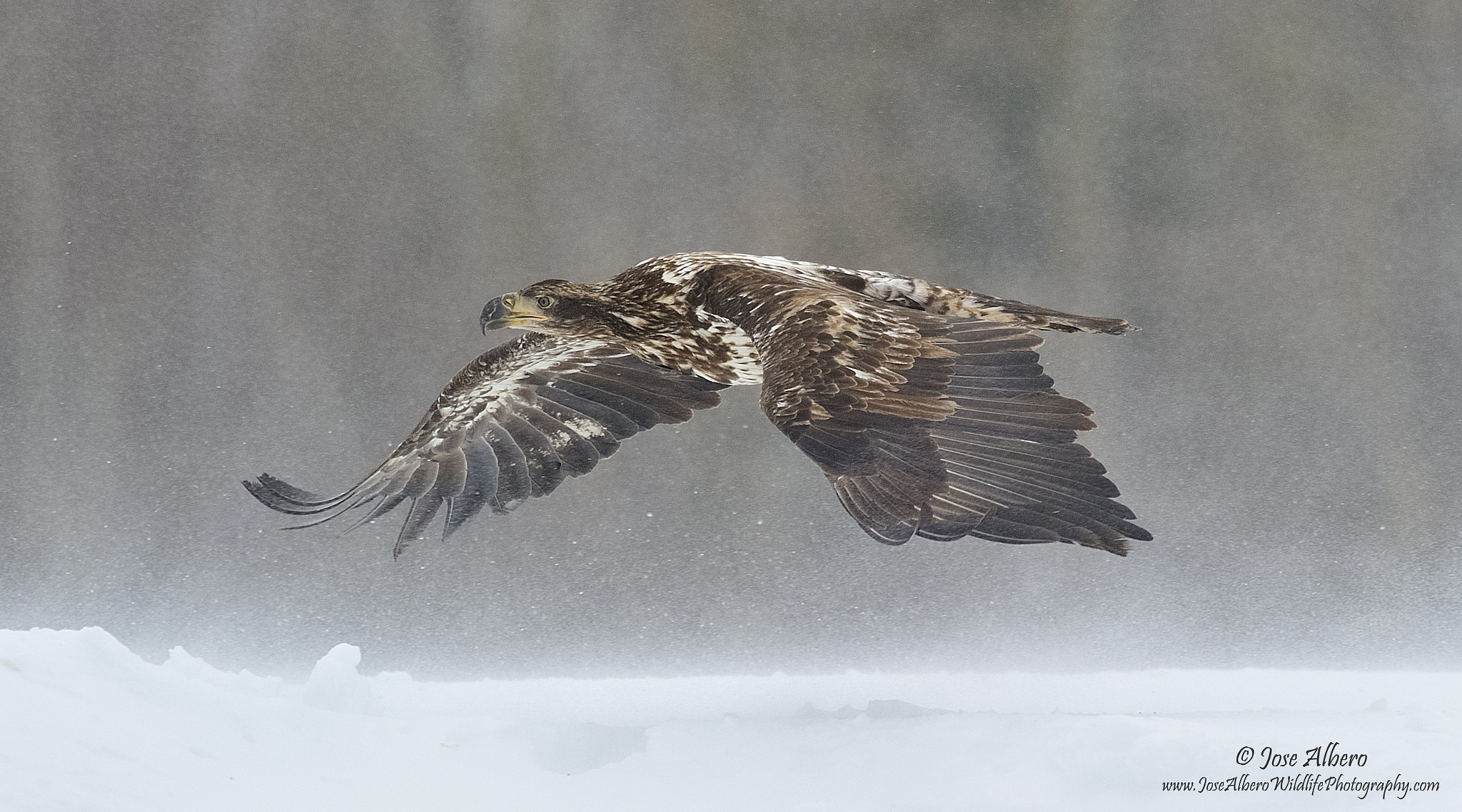 Nikon AF-S Nikkor 500mm F4D ED-IF II sample photo. Facing the storm photography