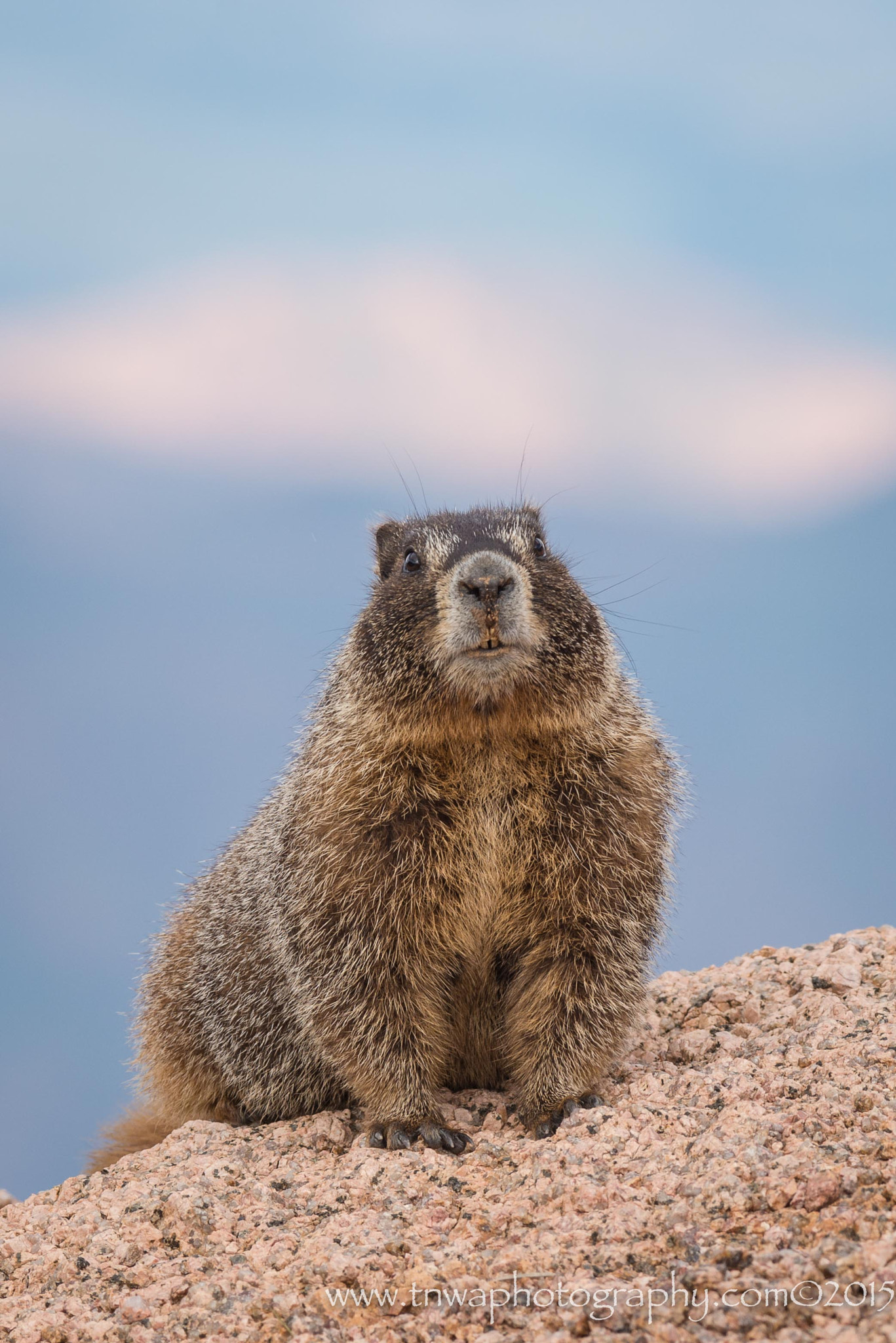 Nikon AF-S Nikkor 300mm F2.8G ED-IF VR sample photo. Just checking in photography