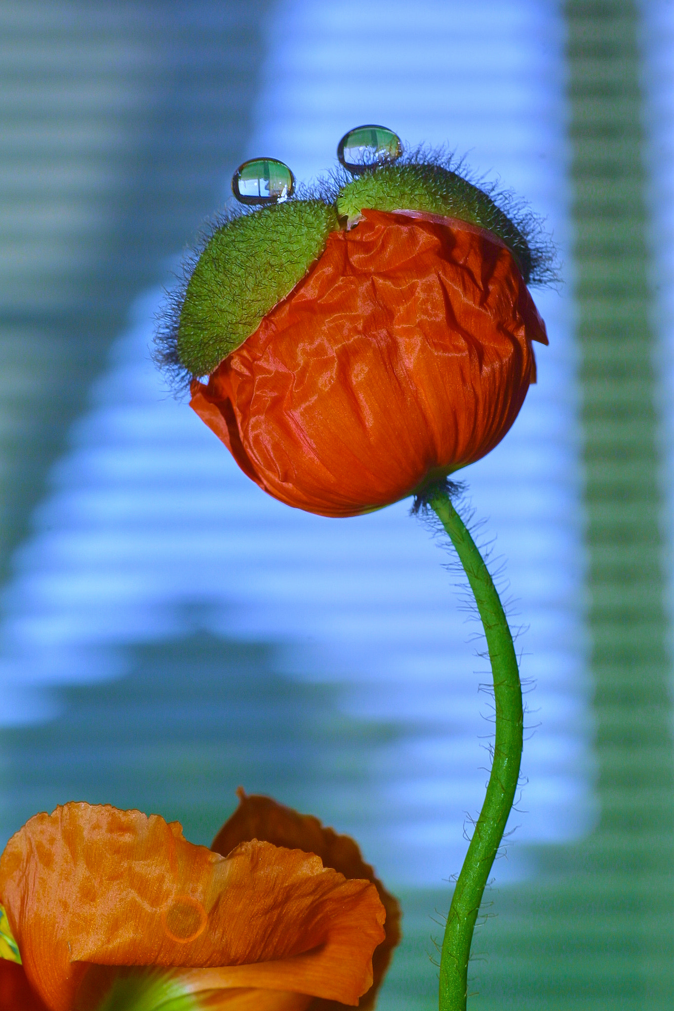 Canon EOS D30 sample photo. Smile photography