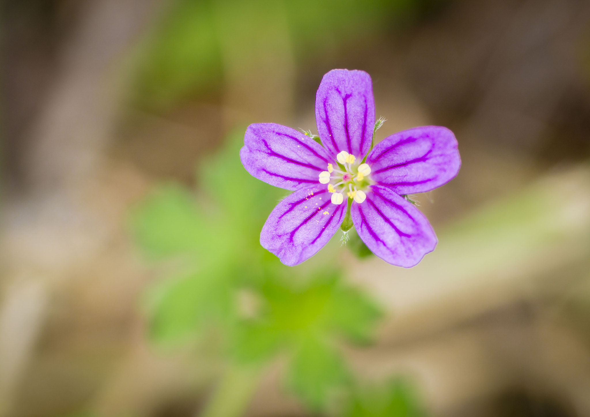 50mm F1.8 sample photo. Flor silvestre photography